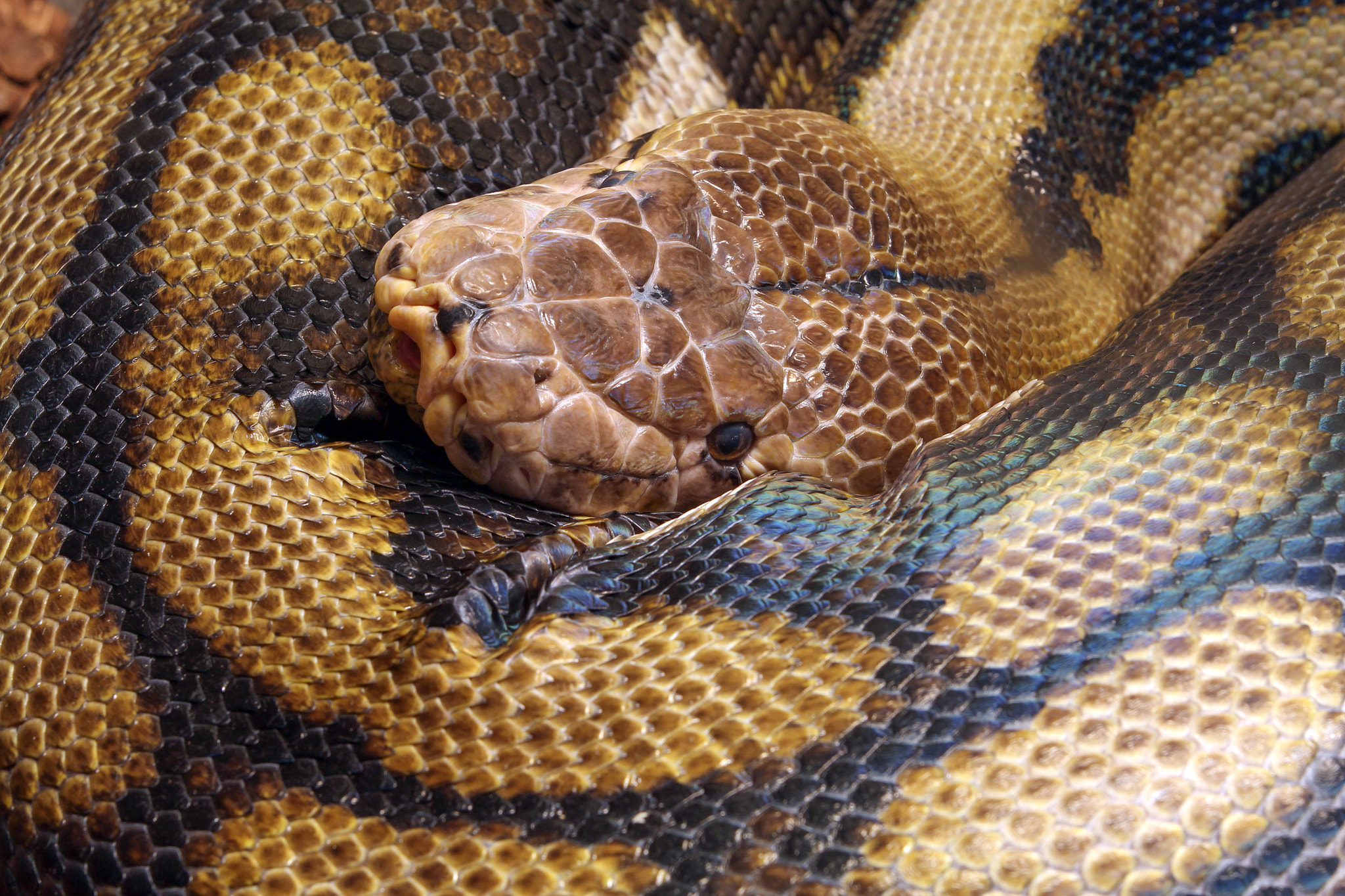 Canon EF 70-200mm F2.8L IS II USM sample photo. Python photography
