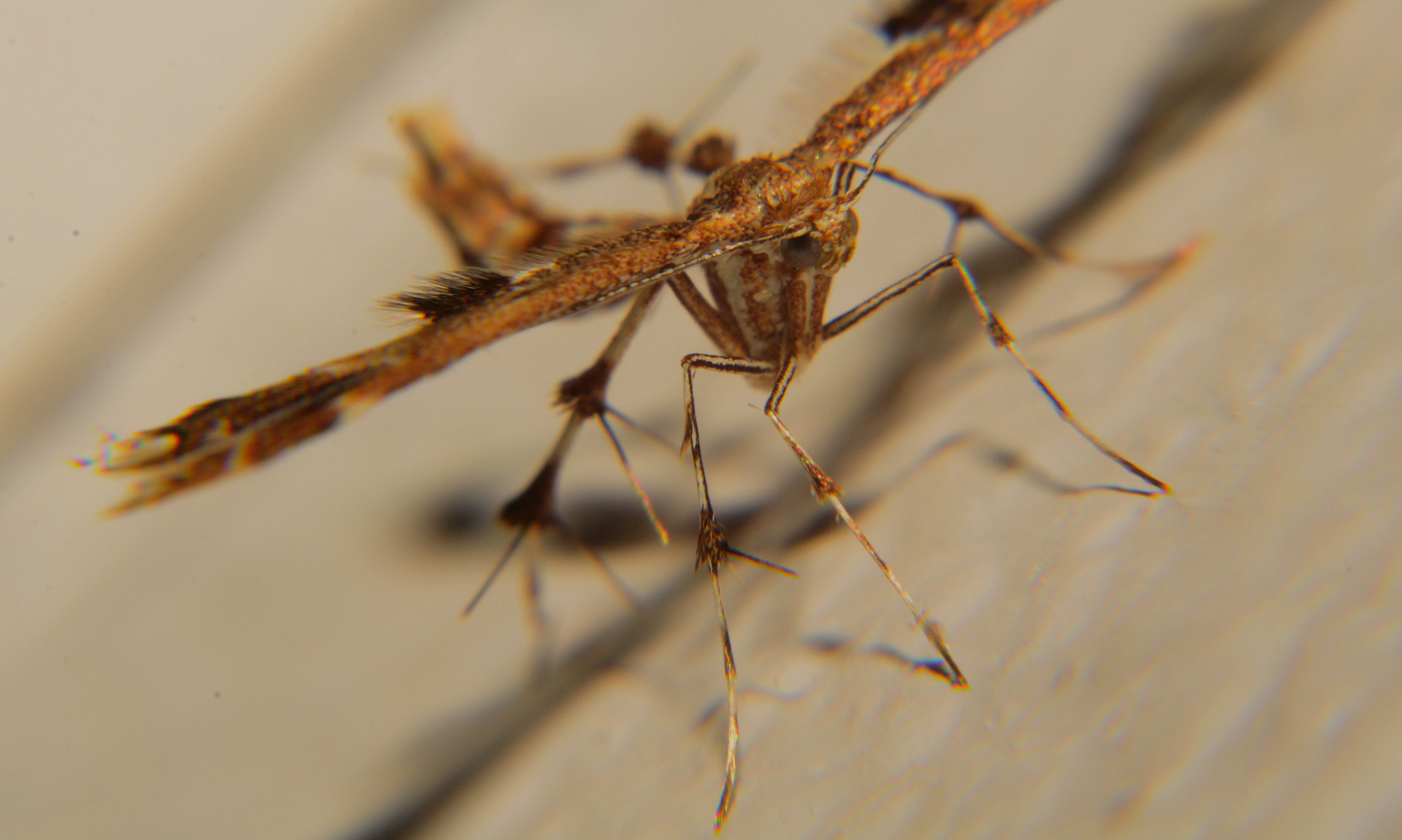 Nikon D7000 + Sigma 18-50mm F2.8 EX DC Macro sample photo. Insect macro photography
