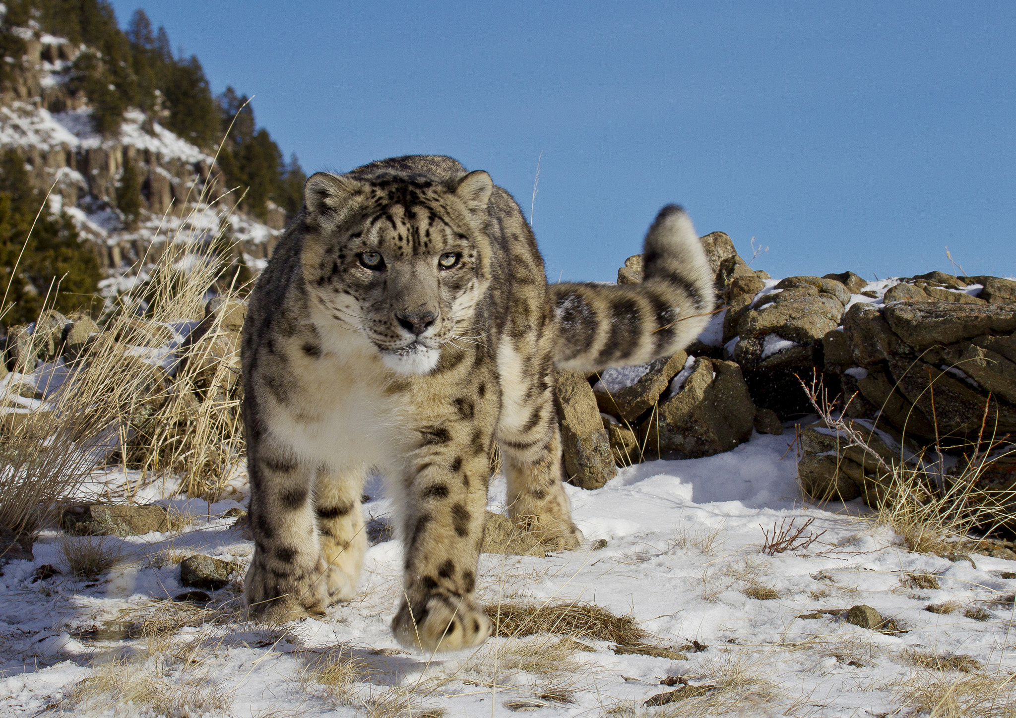 Canon EOS-1D Mark IV + Canon EF 100-400mm F4.5-5.6L IS USM sample photo. Snow leopard photography