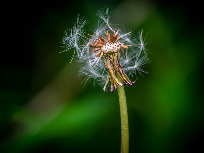 Olympus OM-D E-M5 sample photo. Dandylion photography