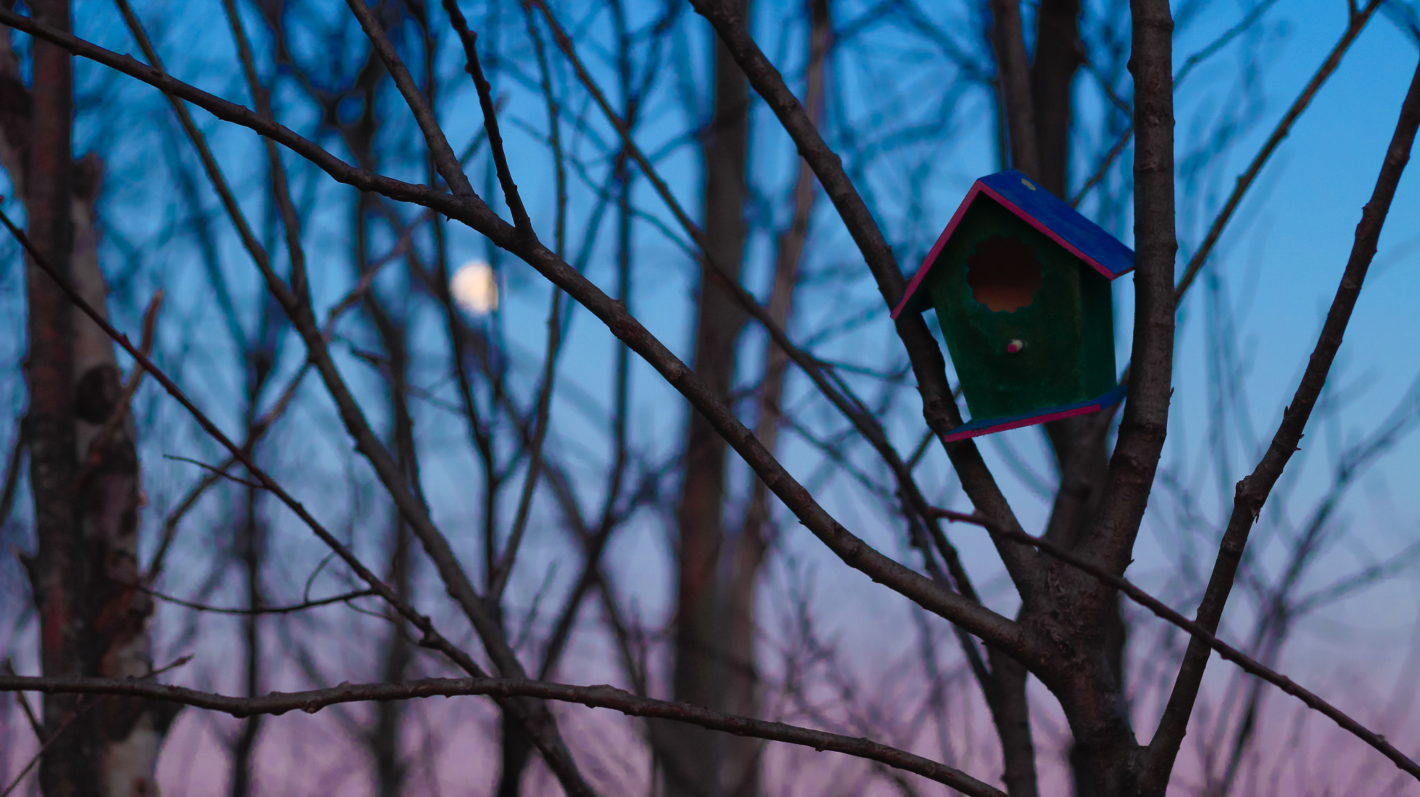 Canon EOS 100D (EOS Rebel SL1 / EOS Kiss X7) + Canon EF 50mm F1.8 II sample photo. The birdhouse photography