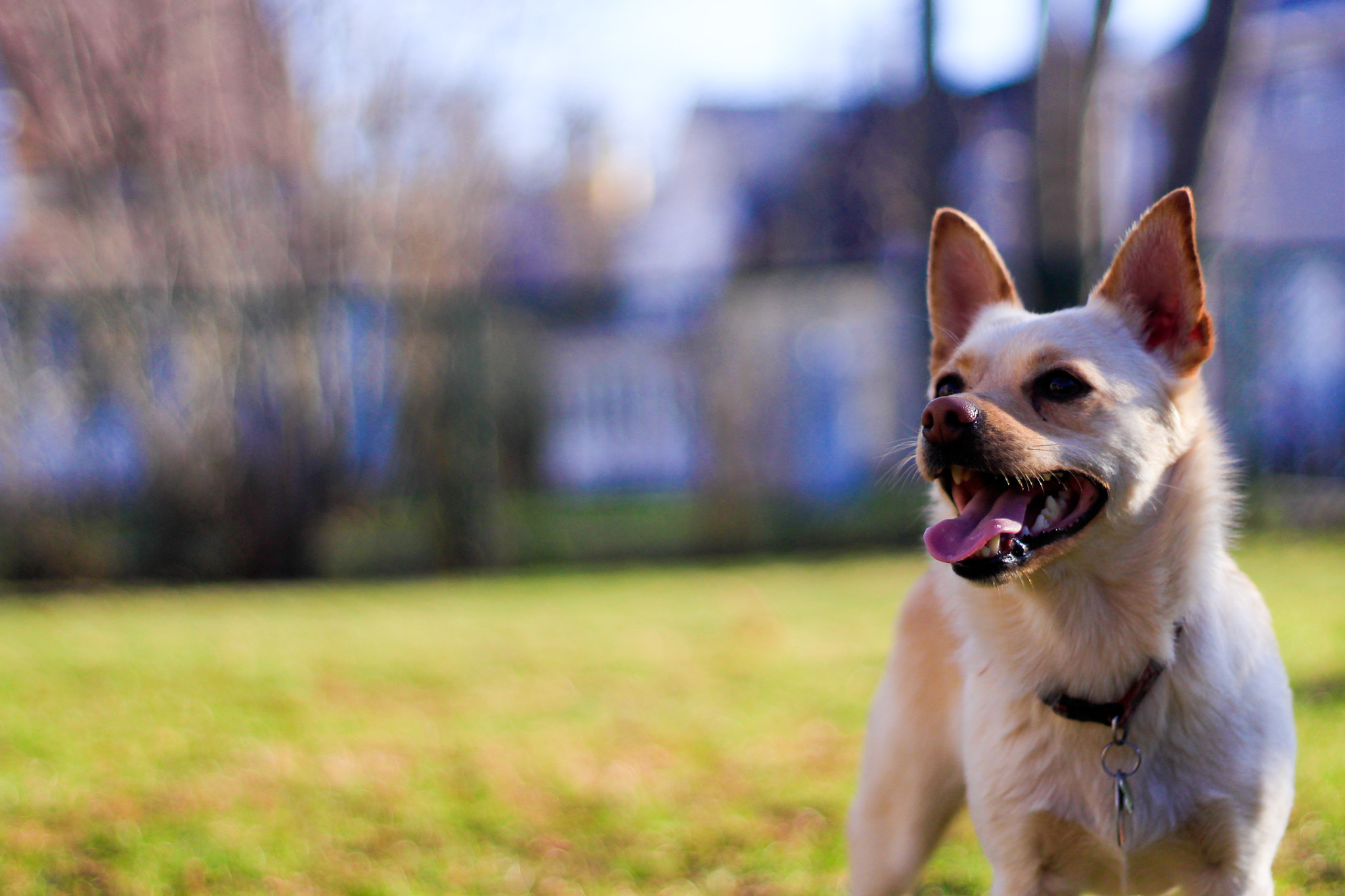 Canon EOS 100D (EOS Rebel SL1 / EOS Kiss X7) + Canon EF 50mm F1.8 II sample photo. Happy puppy photography