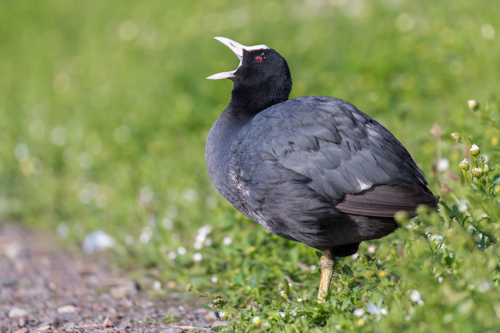 Canon EF 100-400mm F4.5-5.6L IS II USM sample photo. Coot has a yawn ....well it was 6:30am photography
