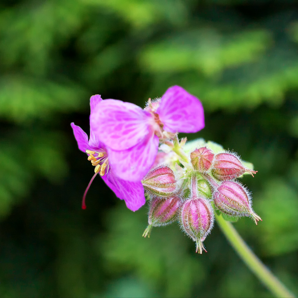 Canon EOS 50D + Canon EF 50mm F2.5 Macro sample photo. One and the others photography