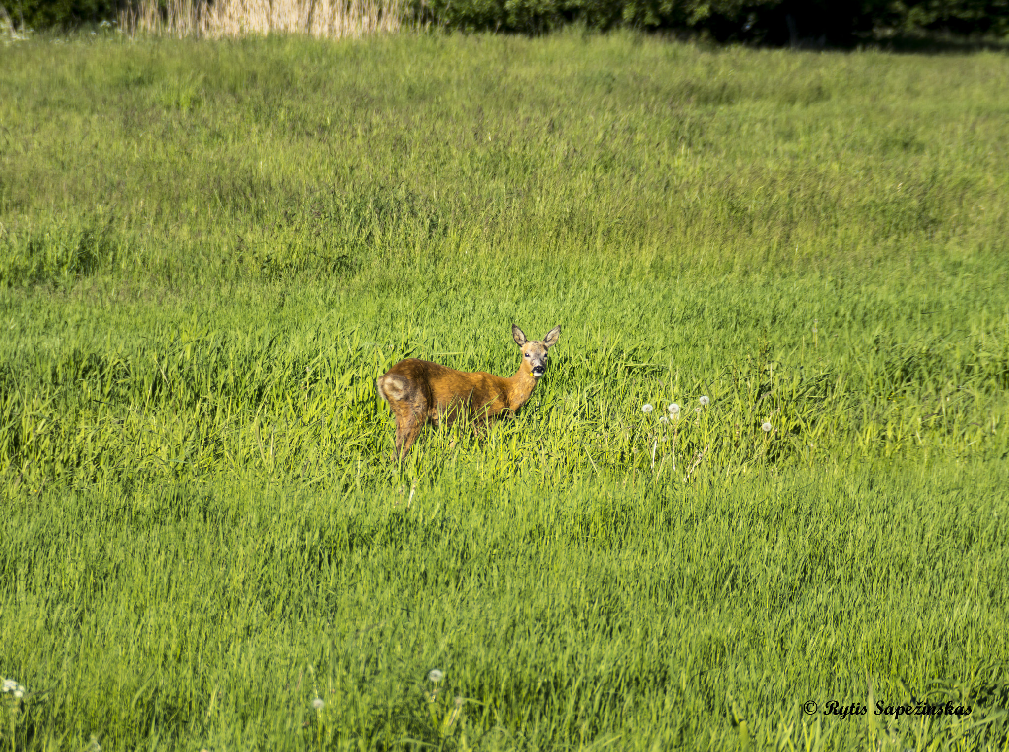 Sony DT 18-200mm F3.5-6.3 sample photo. Deer in the grass photography