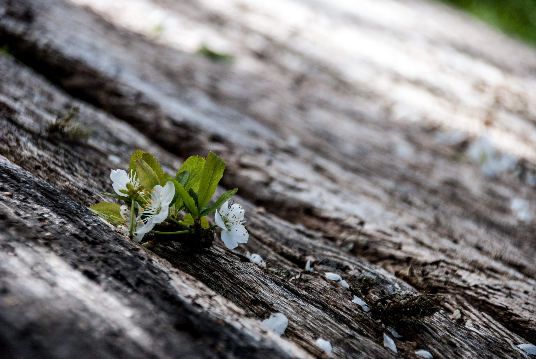 Nikon D80 sample photo. Flores de ciruelo photography