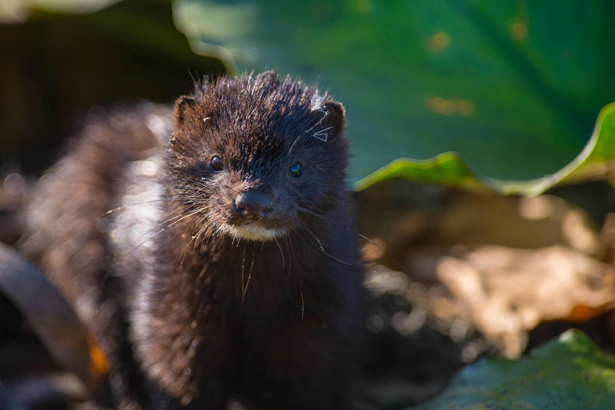 Nikon AF-S Nikkor 300mm F2.8G ED VR II sample photo. American mink photography