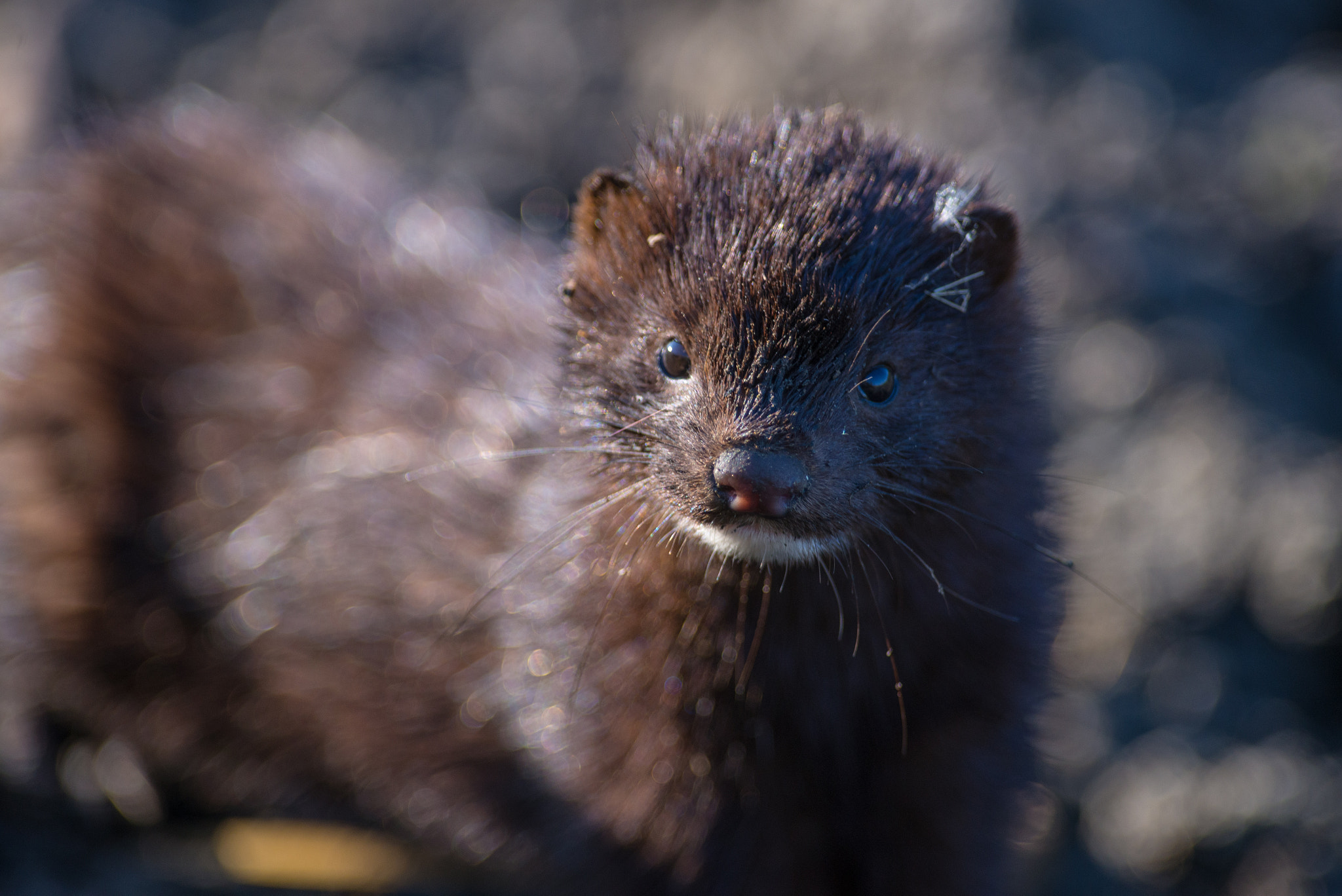 Nikon AF-S Nikkor 300mm F2.8G ED VR II sample photo. American mink photography