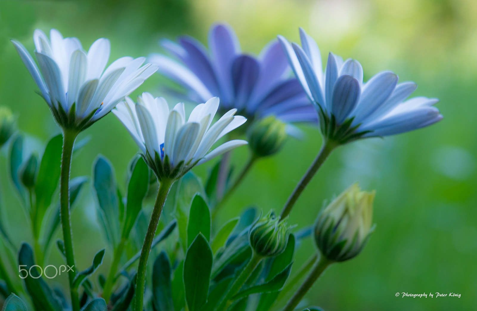 Fujifilm X-M1 + Fujifilm XF 60mm F2.4 R Macro sample photo. Beauty photography