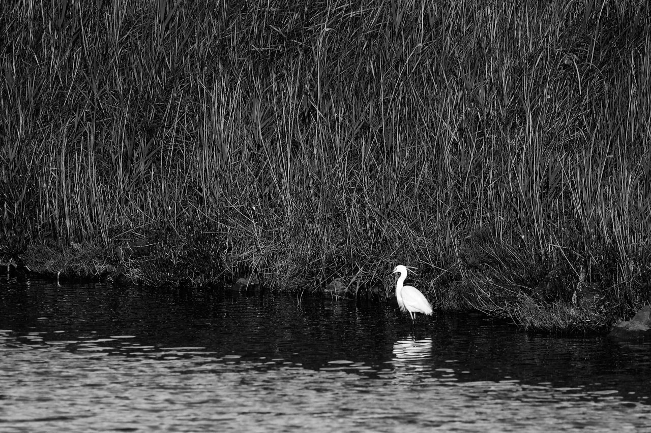 Sigma 150-600mm F5-6.3 DG OS HSM | C sample photo. White photography