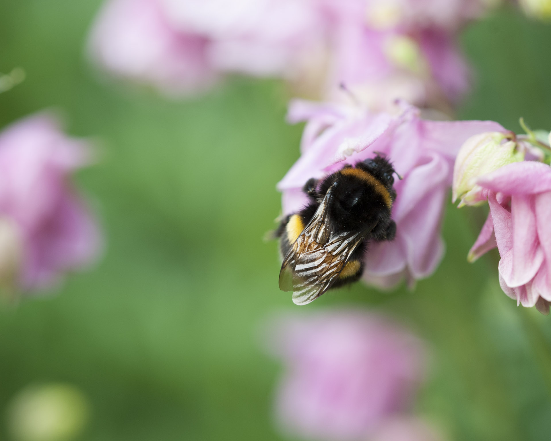 Sigma 105mm F2.8 EX DG OS HSM sample photo. Hummel 5 photography
