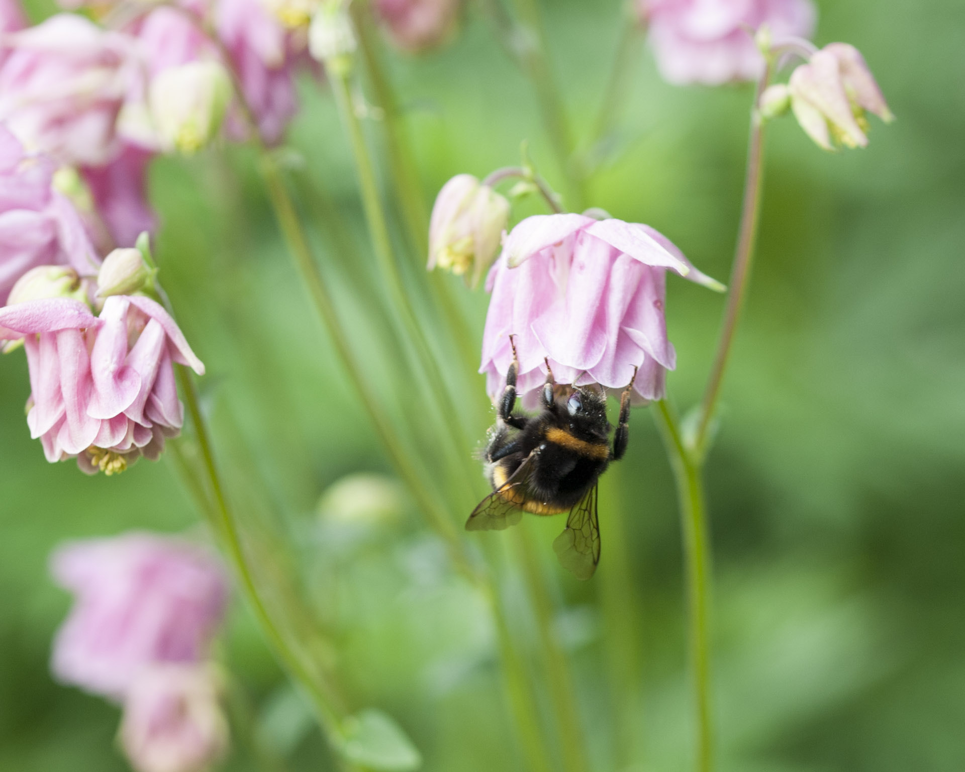 Sigma 105mm F2.8 EX DG OS HSM sample photo. Hummel 4 photography
