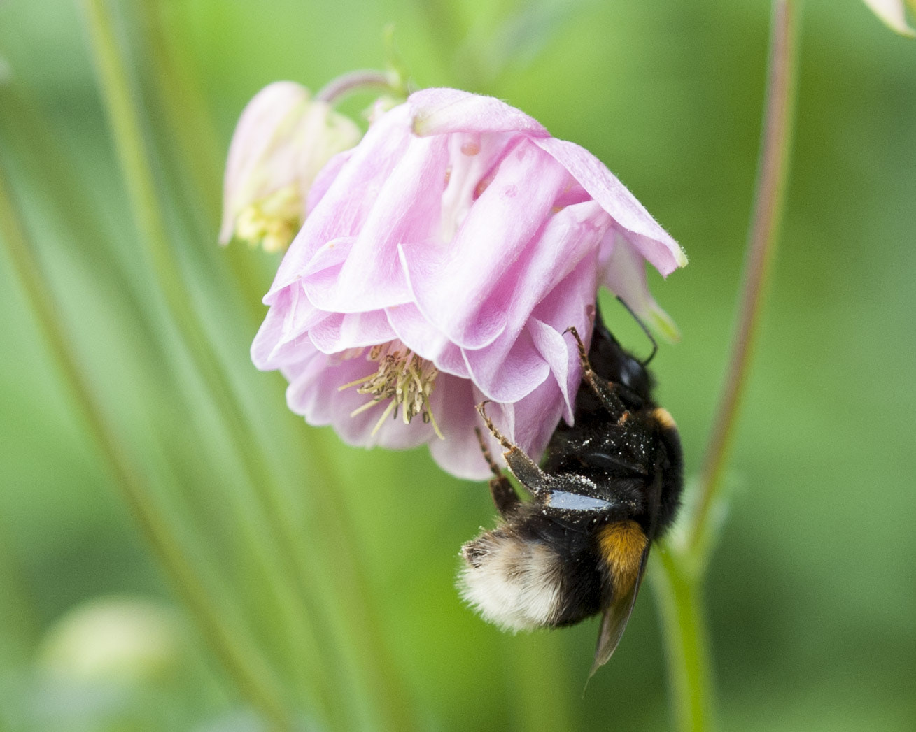 Sigma 105mm F2.8 EX DG OS HSM sample photo. Hummel 1 photography