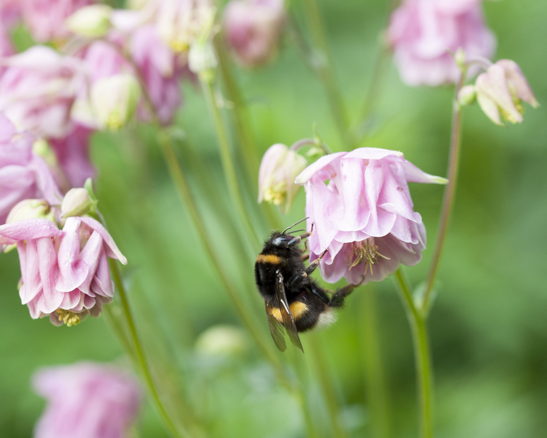 Sigma 105mm F2.8 EX DG OS HSM sample photo. Hummel 3 photography