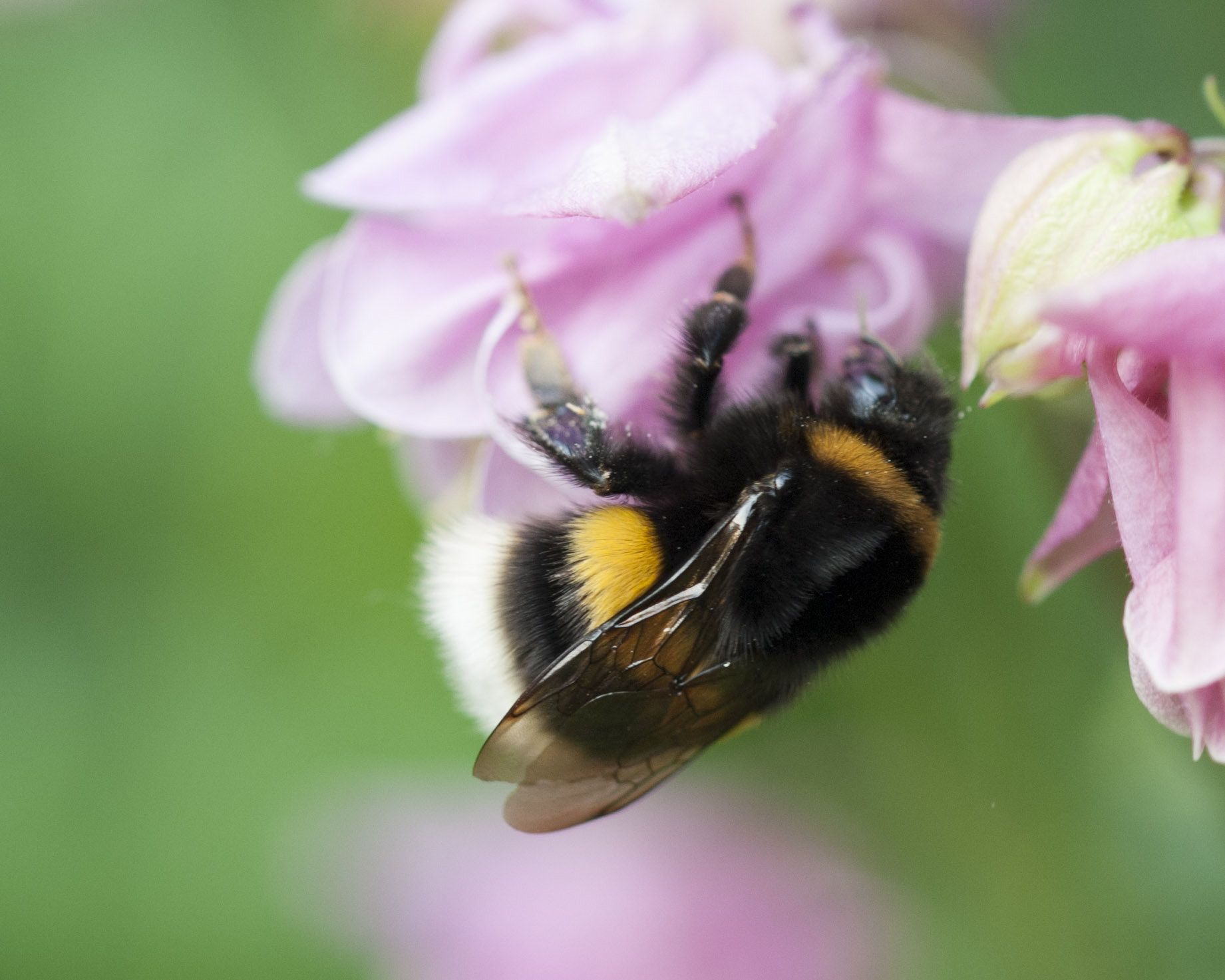 Sigma 105mm F2.8 EX DG OS HSM sample photo. Hummel 7 photography