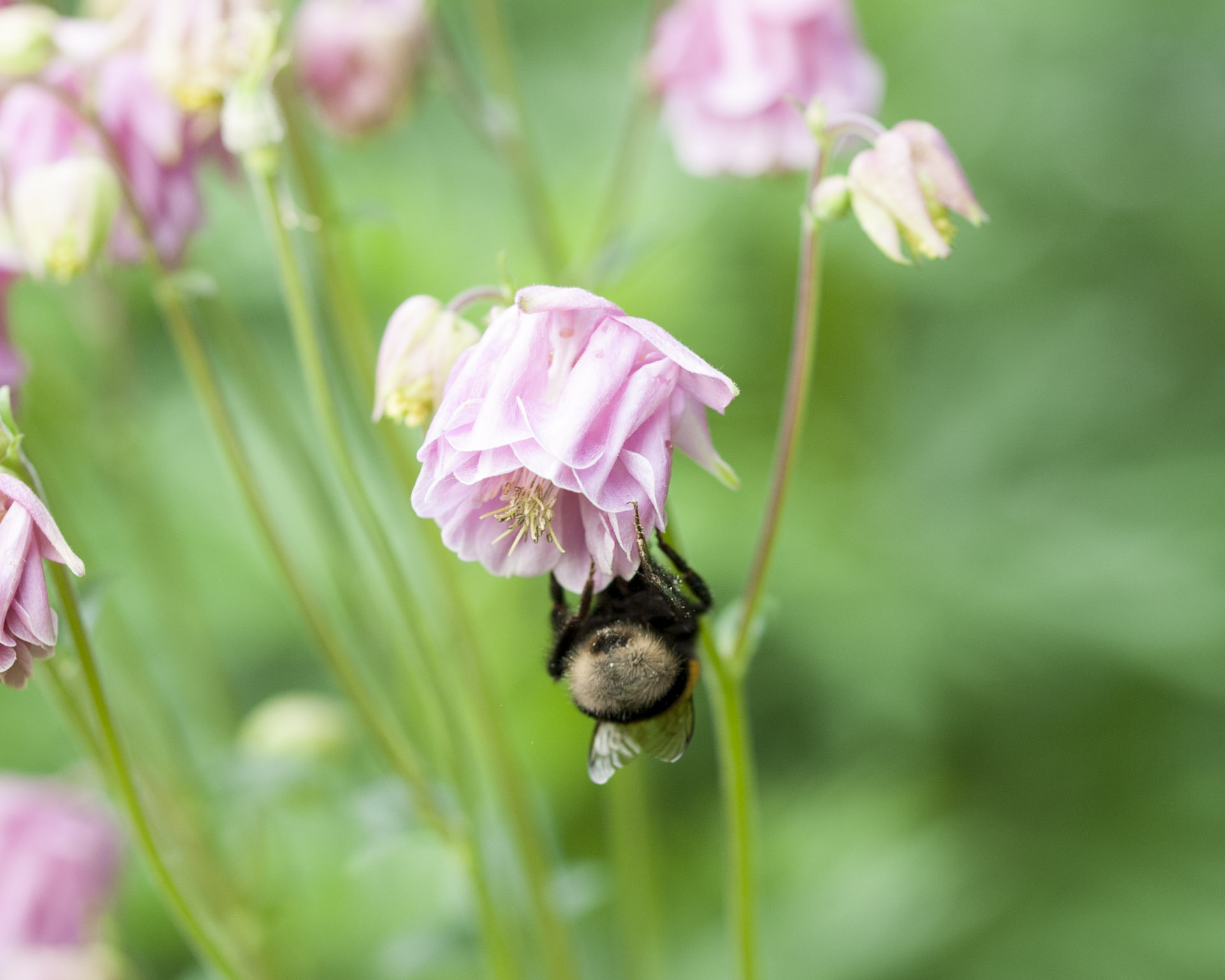 Sigma 105mm F2.8 EX DG OS HSM sample photo. Hummel 2 photography