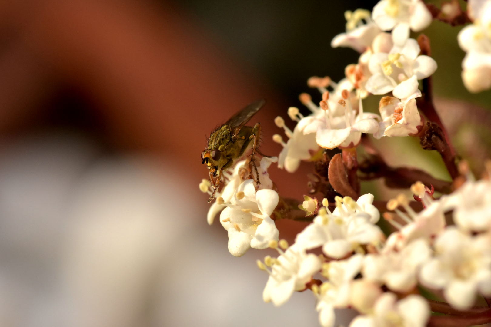 Nikon D7200 + Sigma 105mm F2.8 EX DG Macro sample photo. A bug on the flower photography