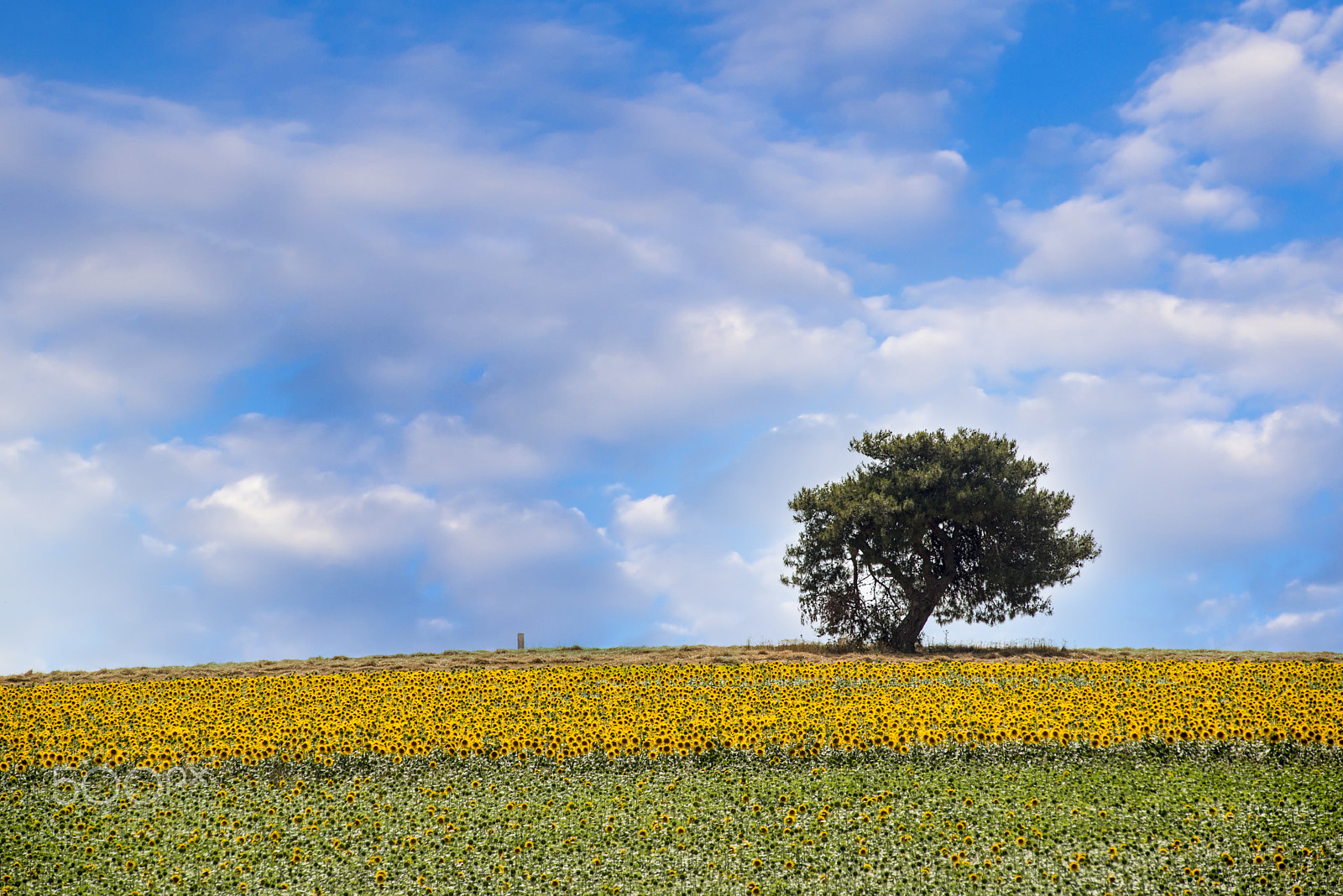 Nikon AF-Nikkor 80-200mm F2.8D ED sample photo. Lonely tree photography