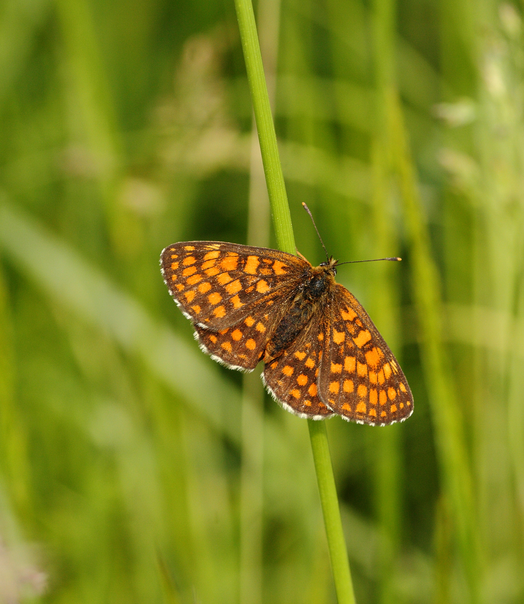 Sigma 105mm F2.8 EX DG OS HSM sample photo. Butterfly photography