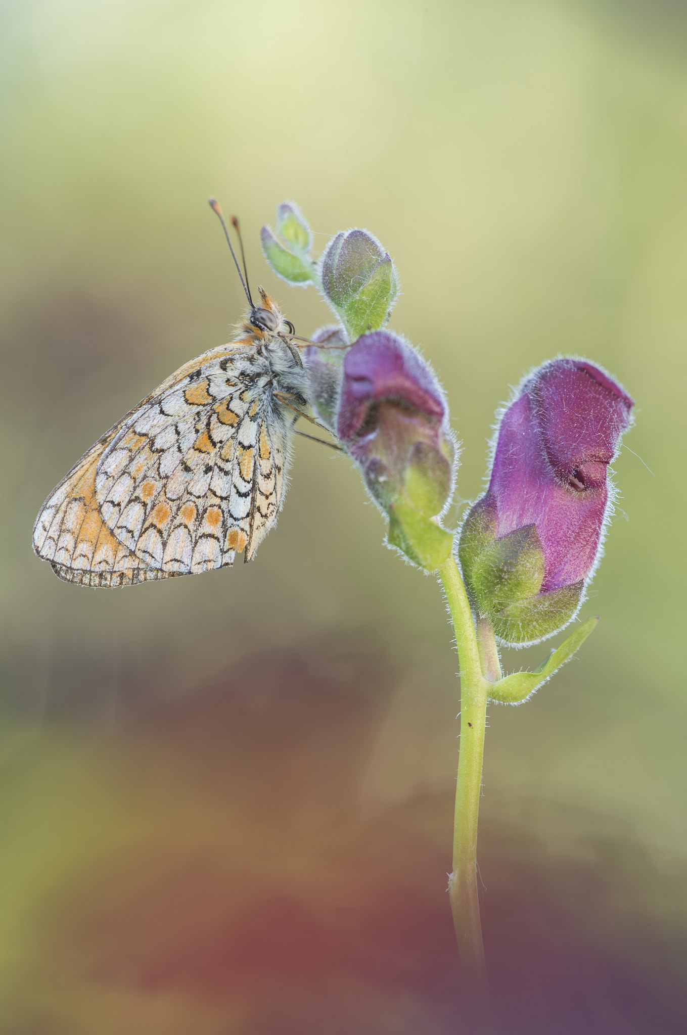 Sigma 150mm F2.8 EX DG Macro HSM sample photo. Sopra le nuvole photography