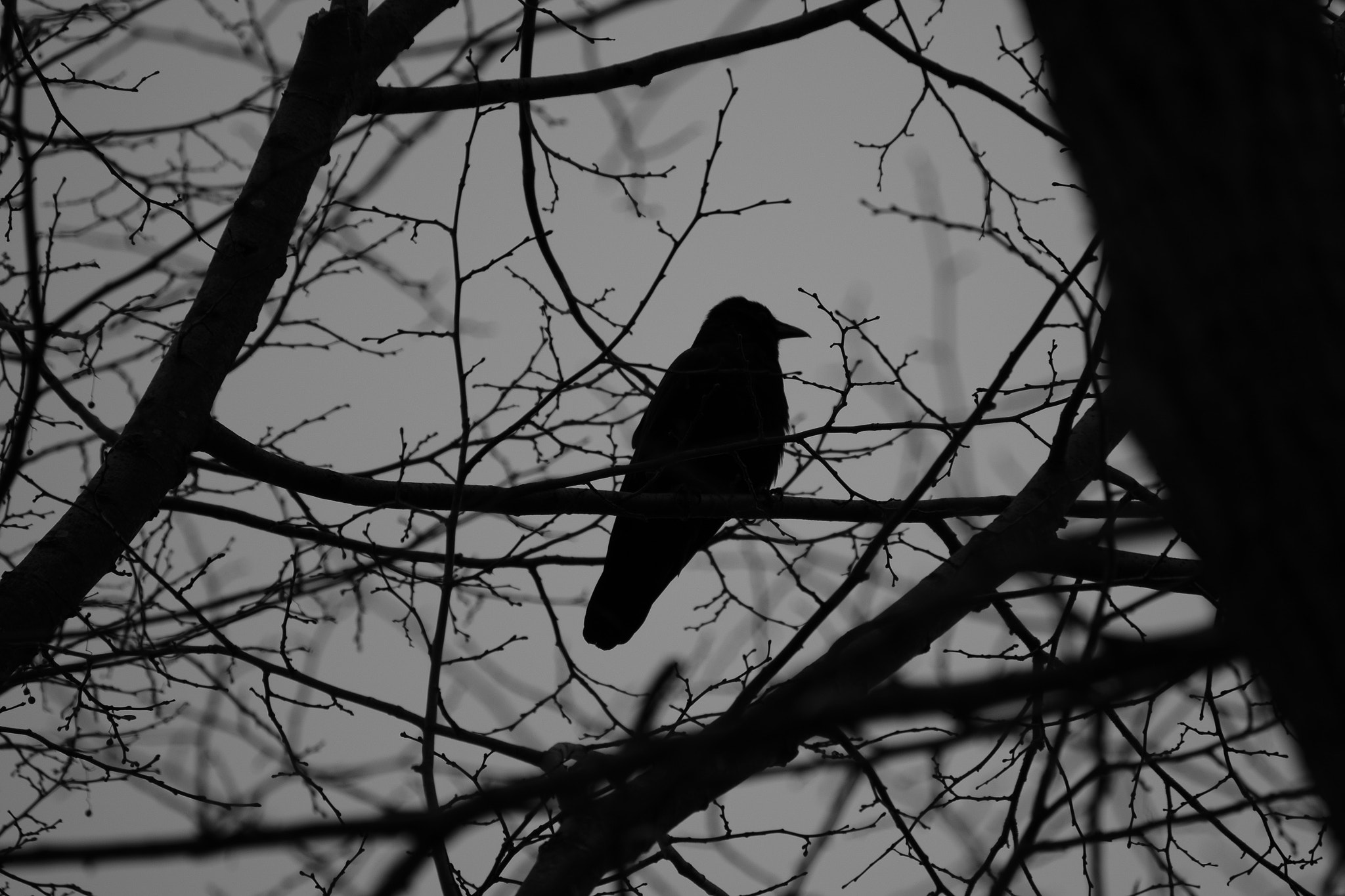 XF100-400mmF4.5-5.6 R LM OIS WR + 1.4x sample photo. Raven hides photography