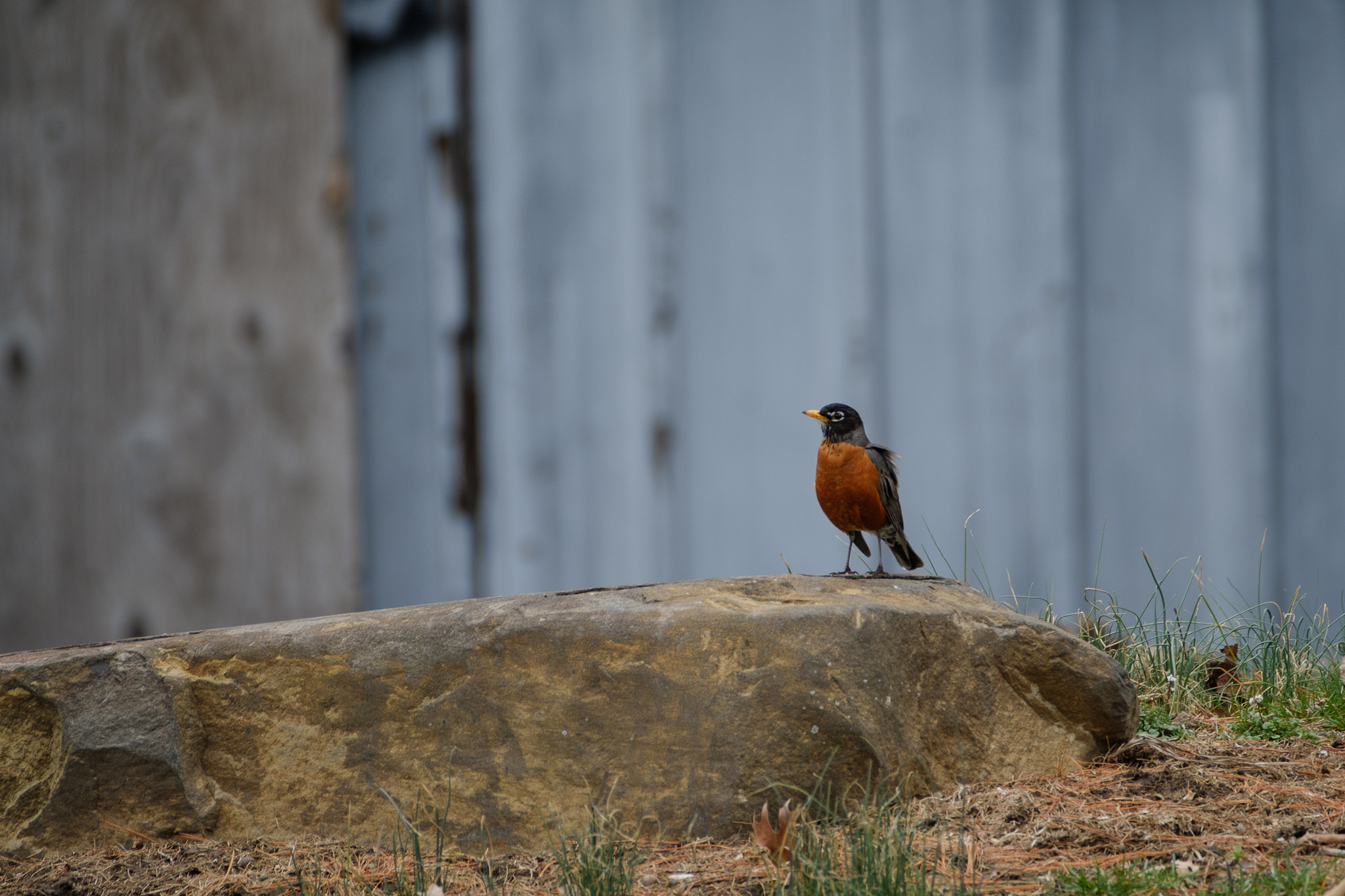 XF100-400mmF4.5-5.6 R LM OIS WR + 1.4x sample photo. Robin sits photography