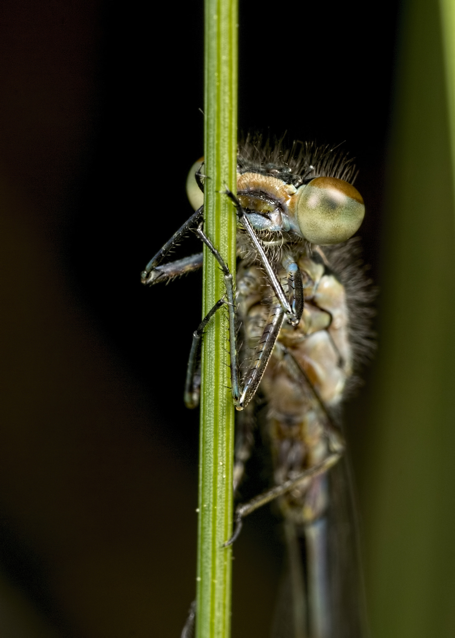 Canon EOS 760D (EOS Rebel T6s / EOS 8000D) + Canon MP-E 65mm F2.5 1-5x Macro Photo sample photo. Azure damselfly closeup photography