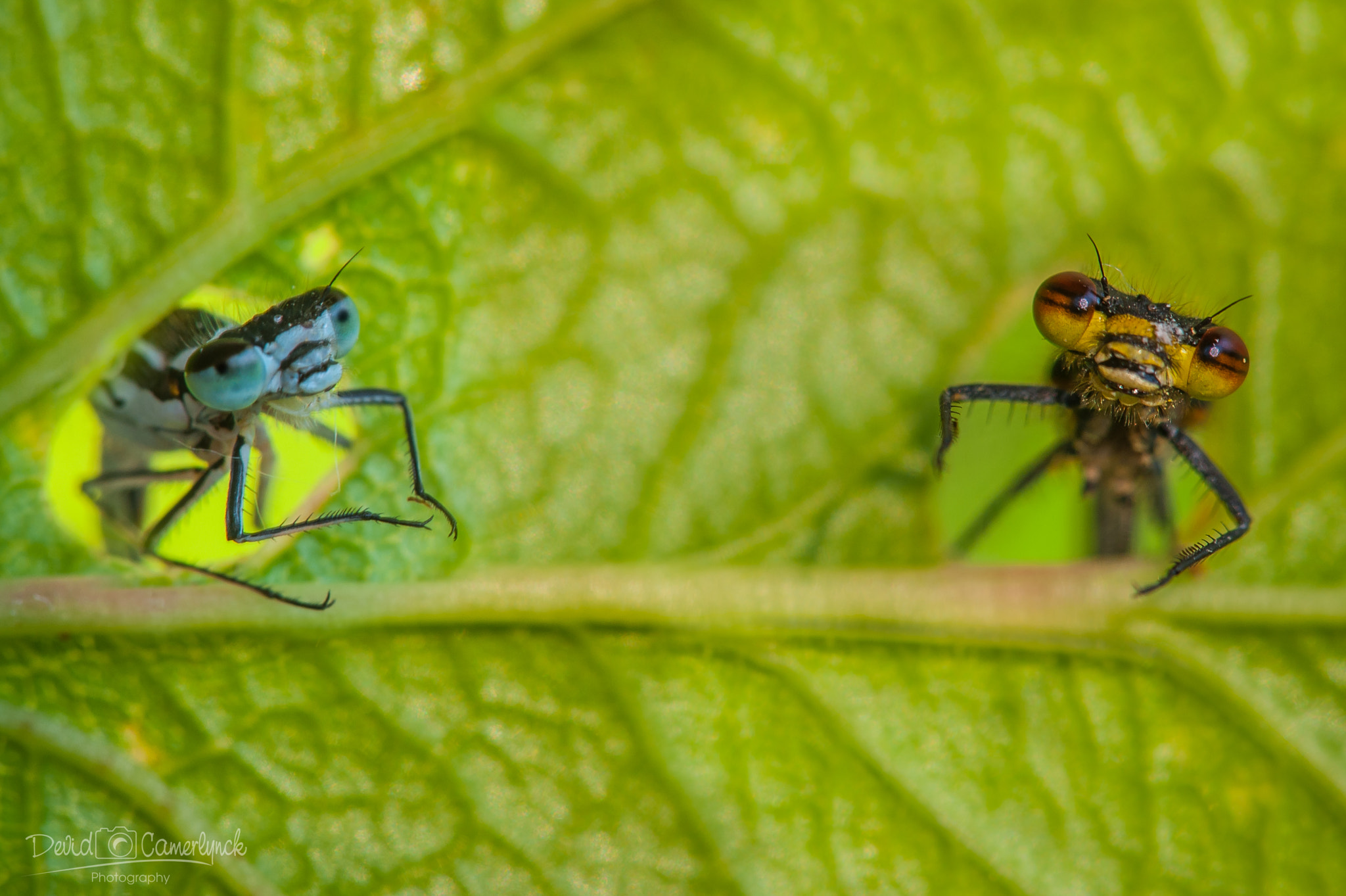 Sigma APO Macro 180mm F3.5 EX DG HSM sample photo. Statler and waldorf photography