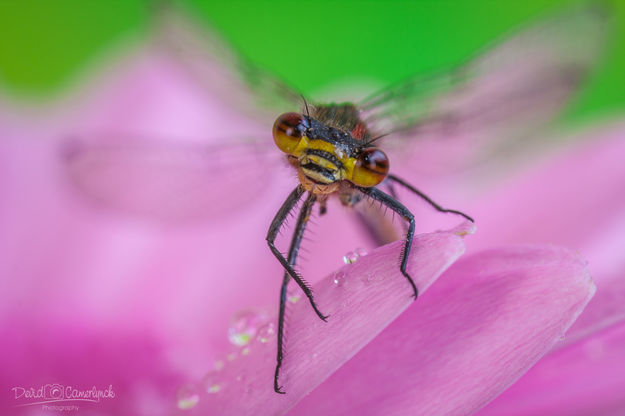 Canon MP-E 65mm F2.5 1-5x Macro Photo sample photo. Bright eyes photography