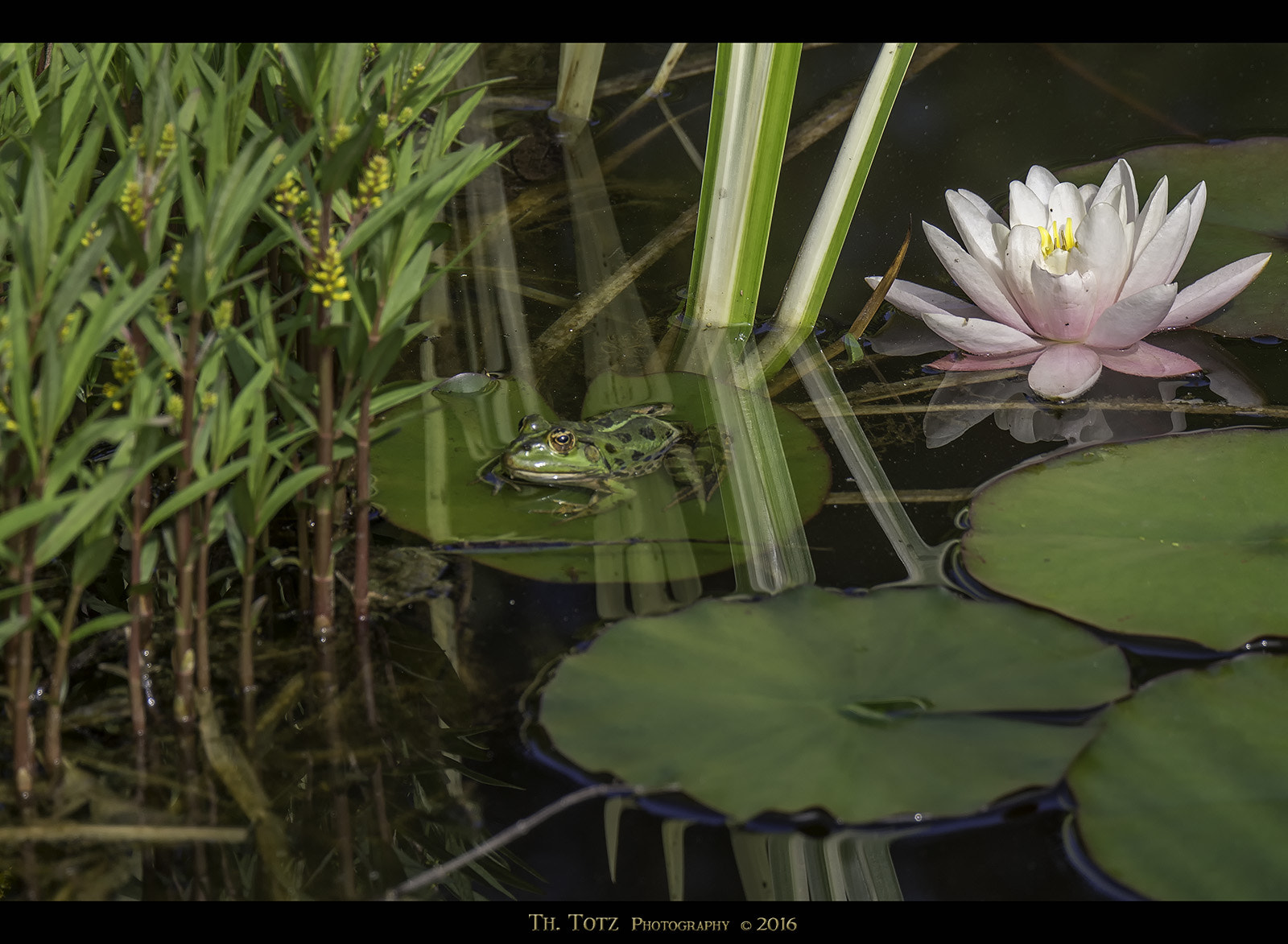 LUMIX G VARIO 45-150/F4.0-5.6 sample photo. Little frog photography