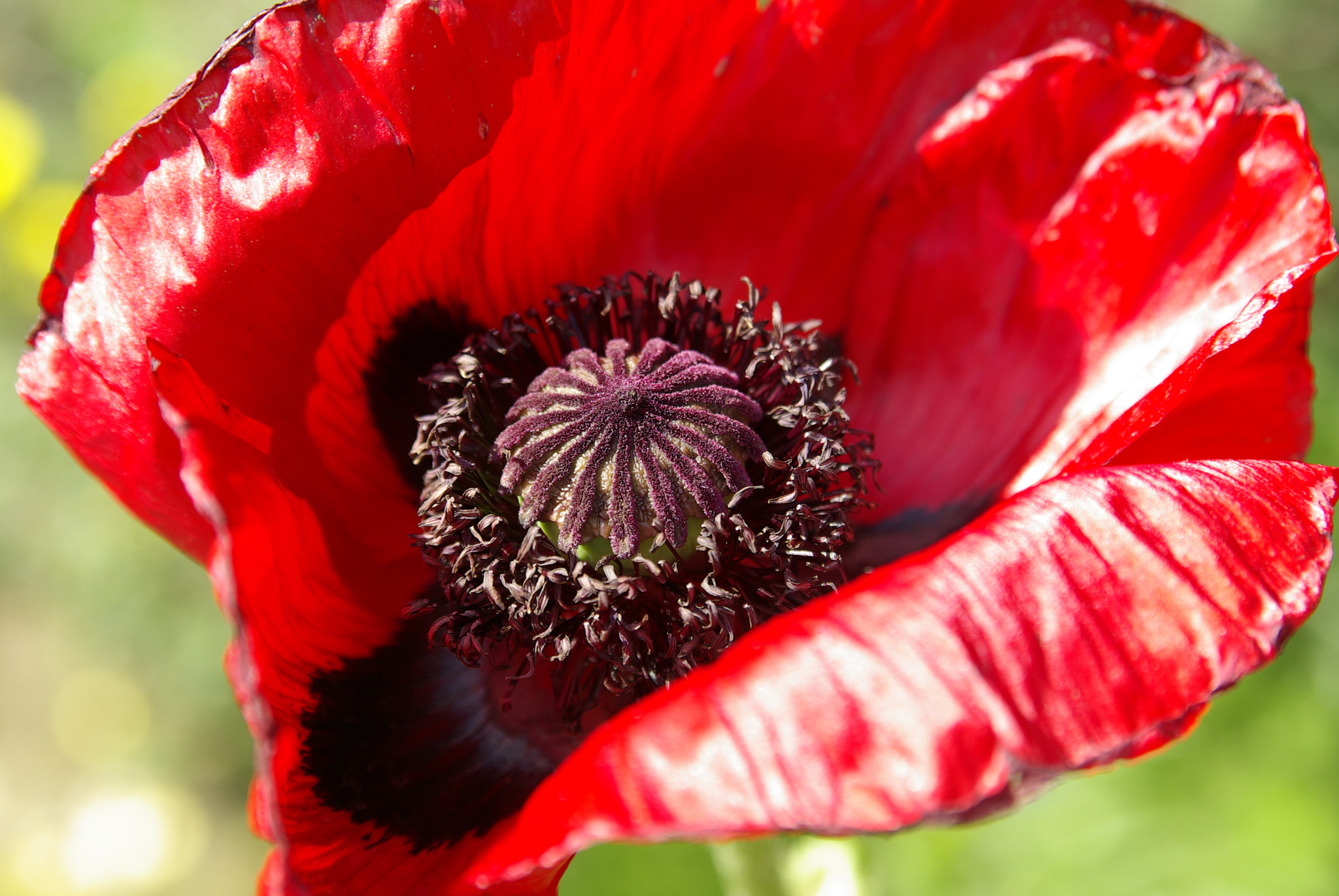 Tamron AF 28-75mm F2.8 XR Di LD Aspherical (IF) sample photo. Mohnblüte ii photography