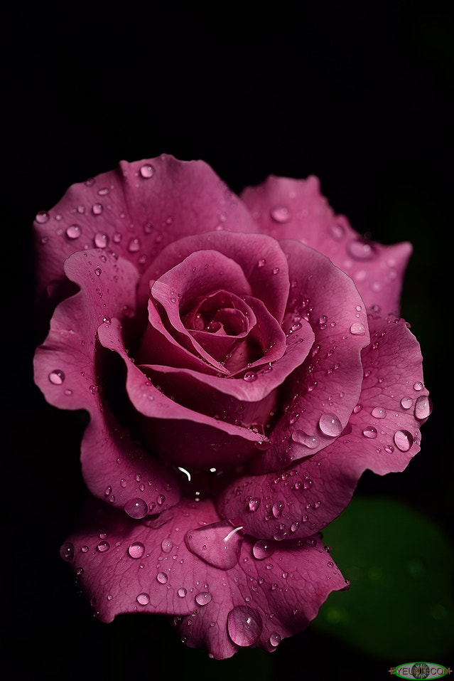 Nikon D810 + Nikon AF Micro-Nikkor 60mm F2.8D sample photo. Purple rain  photography