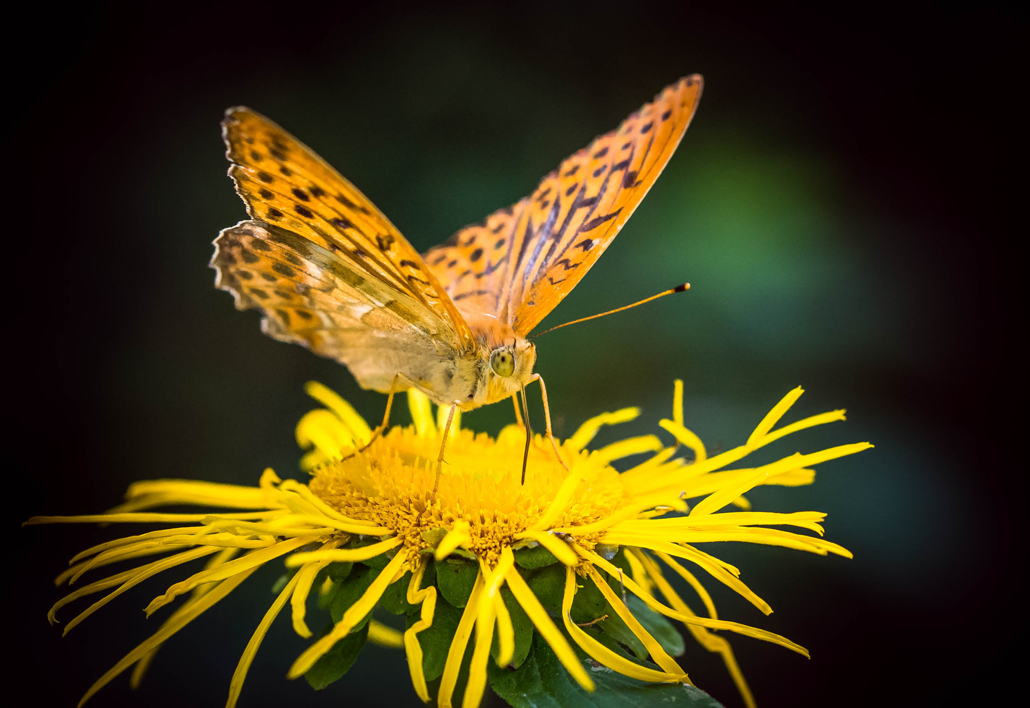 Nikon D3100 sample photo. Orange... photography