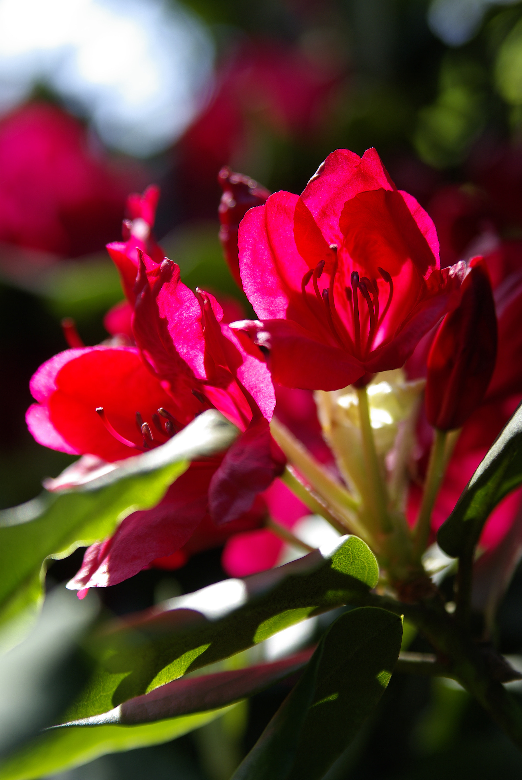 Pentax K10D + Tamron AF 28-75mm F2.8 XR Di LD Aspherical (IF) sample photo. Rhododendron photography