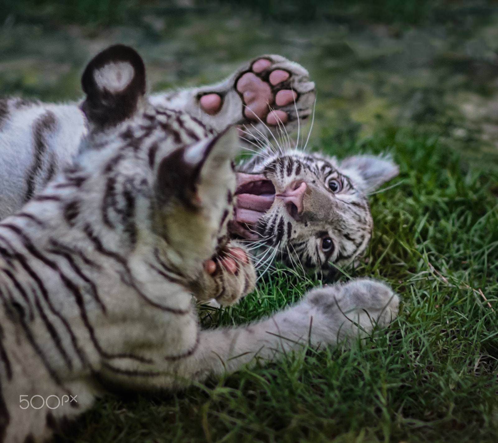 Nikon D7100 + Sigma 85mm F1.4 EX DG HSM sample photo. Tiger tap photography
