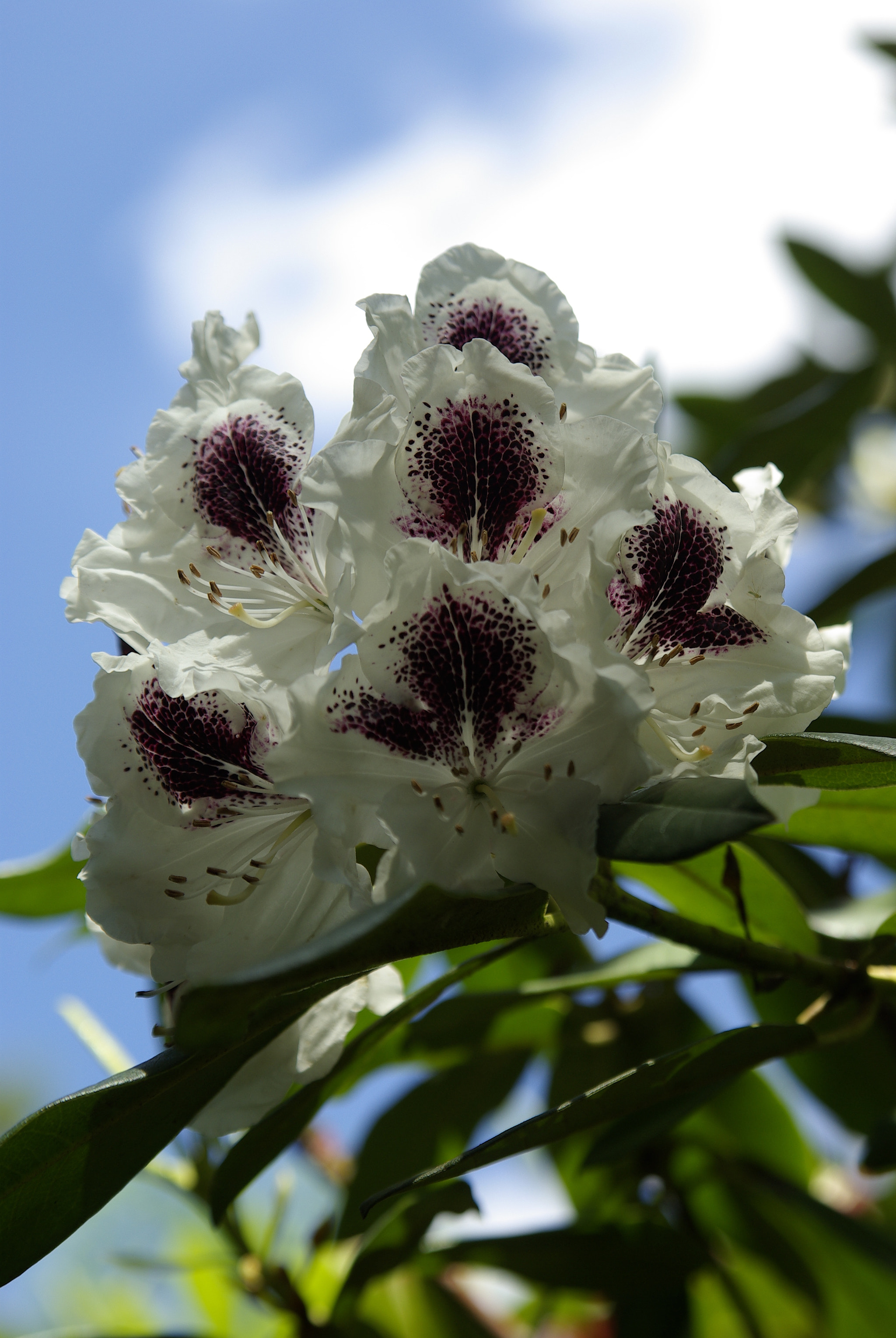 Tamron AF 28-75mm F2.8 XR Di LD Aspherical (IF) sample photo. Rhododendron iii photography