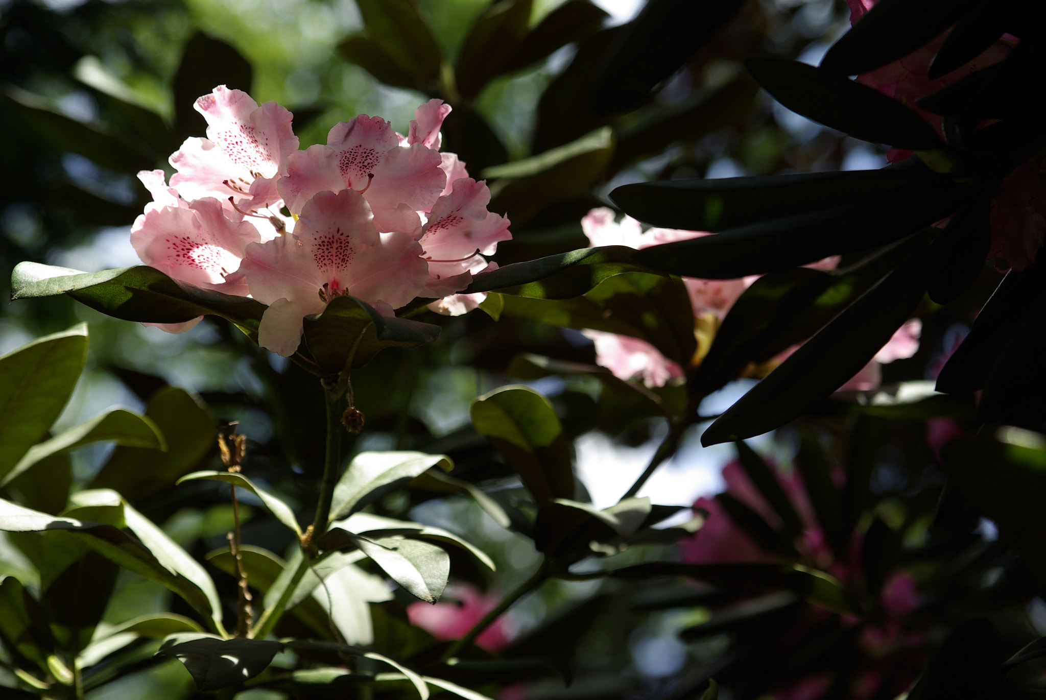 Pentax K10D + Tamron AF 28-75mm F2.8 XR Di LD Aspherical (IF) sample photo. Rhododendron iv photography
