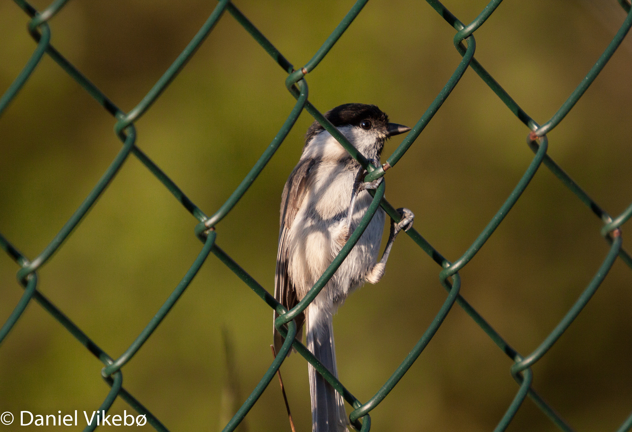 Sigma 50-500mm f/4-6.3 APO HSM EX sample photo. Fence bird photography