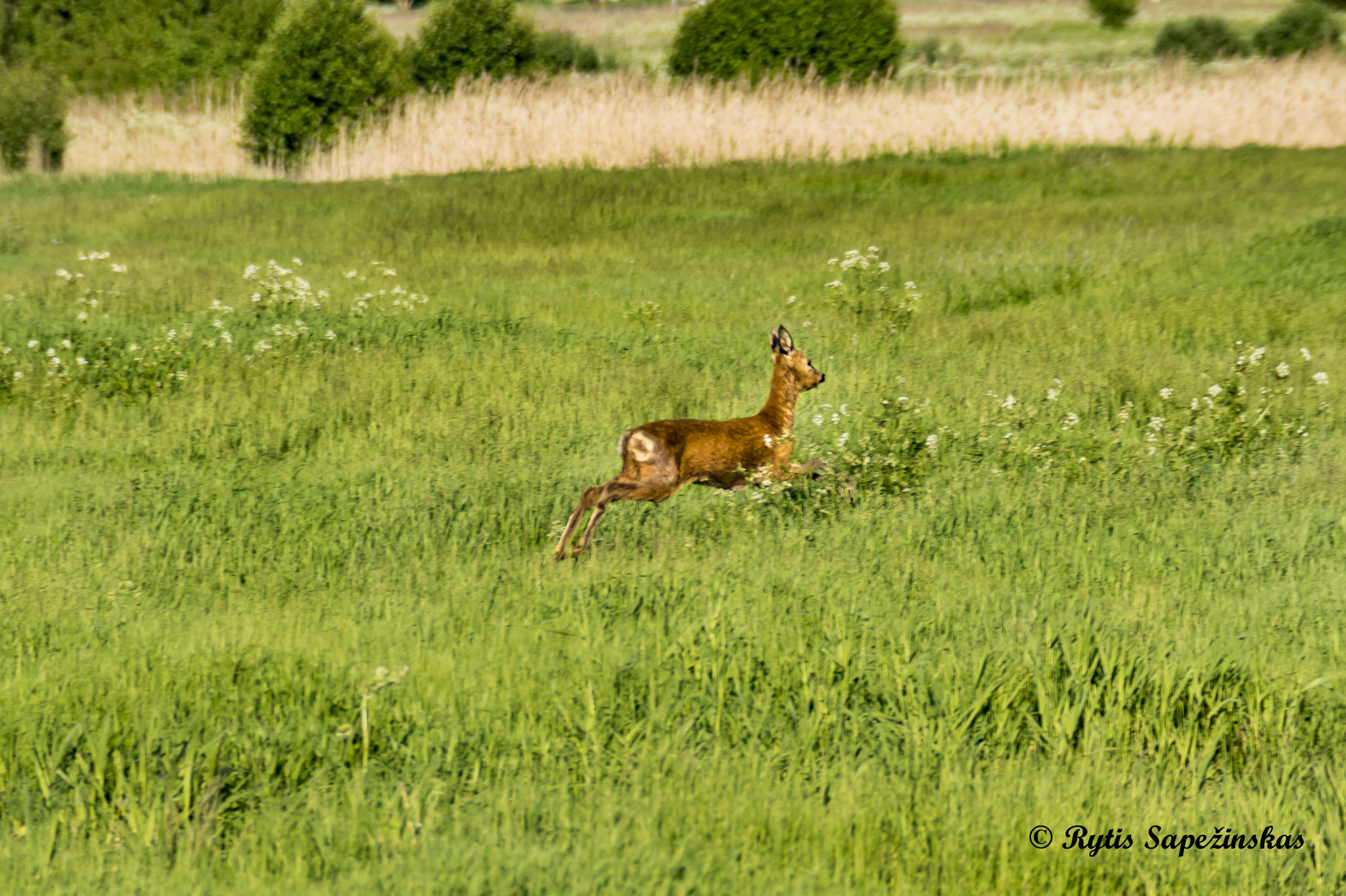 Sony DT 18-200mm F3.5-6.3 sample photo. Deer running photography