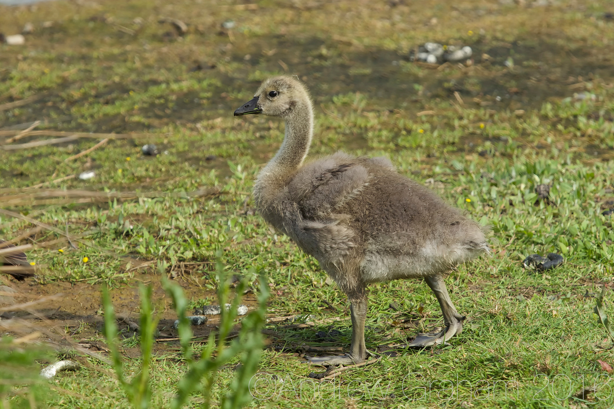 Canon EF 100-400mm F4.5-5.6L IS USM sample photo. Chick photography