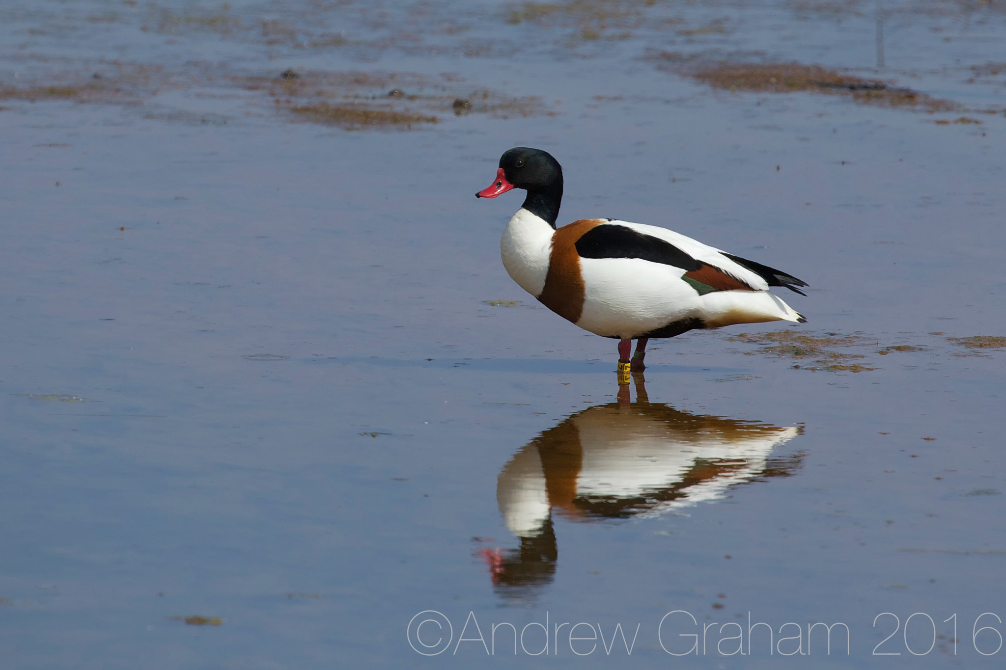 Canon EF 100-400mm F4.5-5.6L IS USM sample photo. Shelduck reflection photography