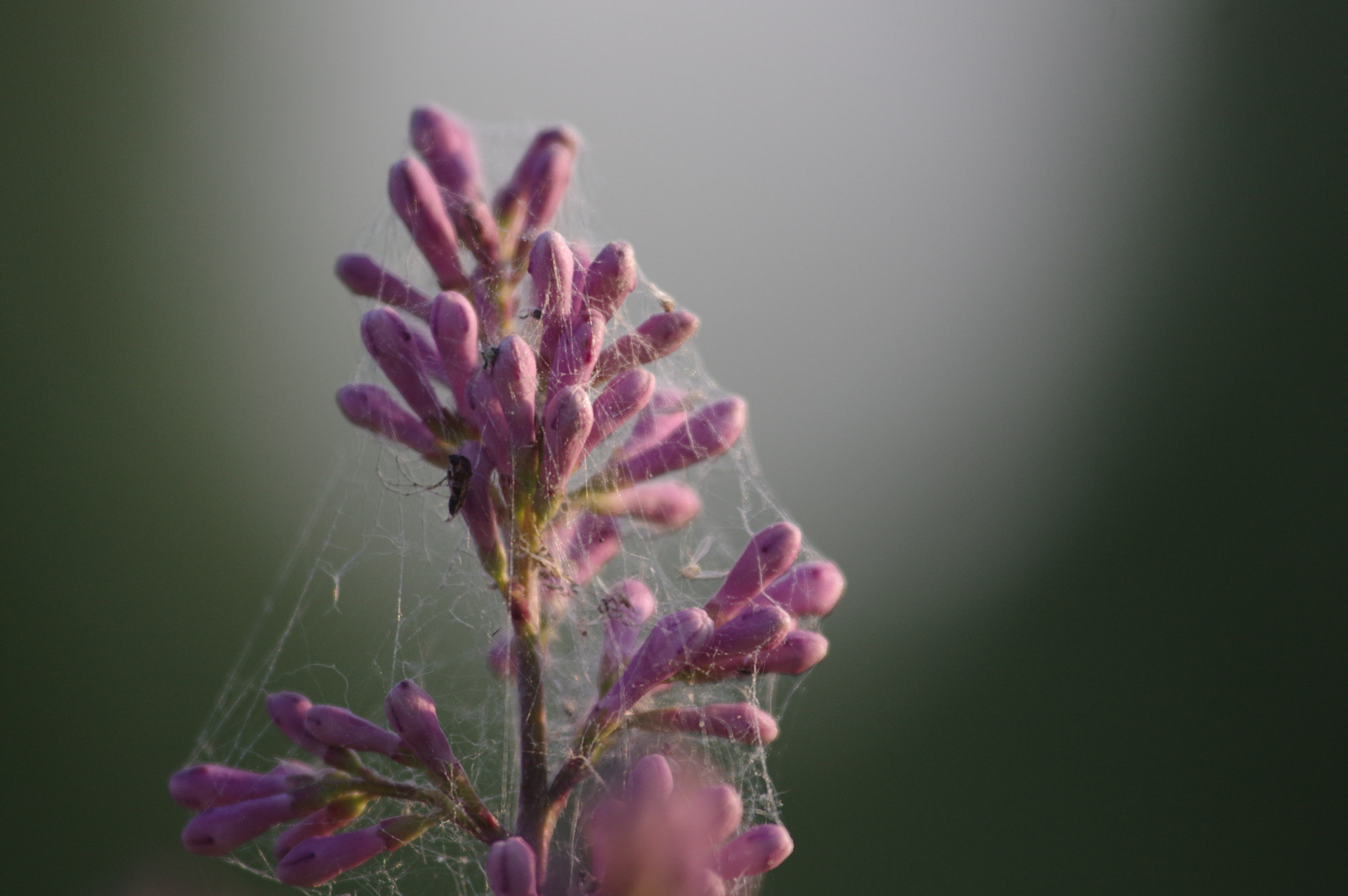 Sigma AF 28-300mm F3.5-5.6 DL IF sample photo