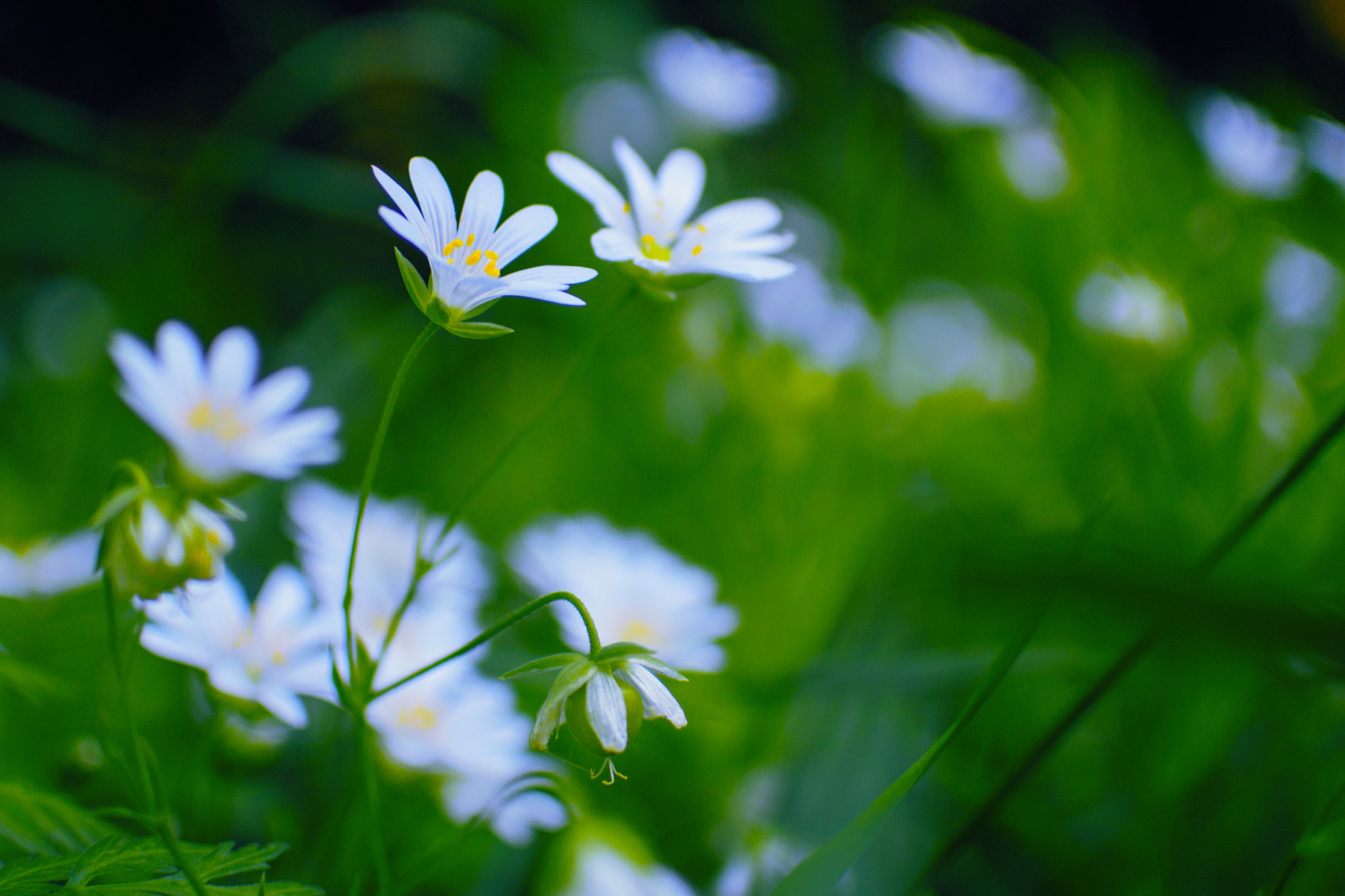Nikon 1 J1 + Nikon 1 Nikkor 18.5mm F1.8 sample photo. Flower photography