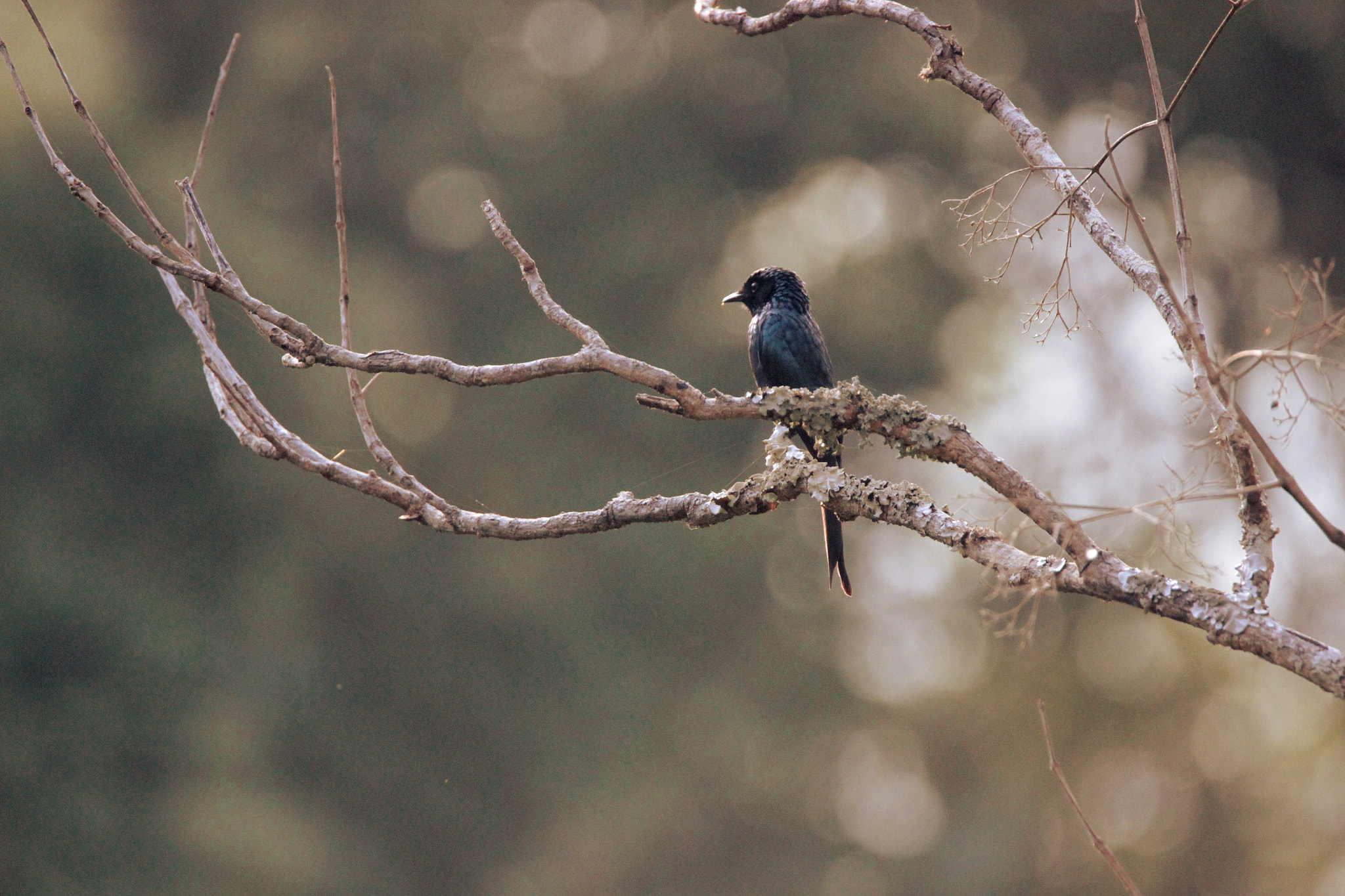 Tamron SP 150-600mm F5-6.3 Di VC USD sample photo. Ashy drongo photography