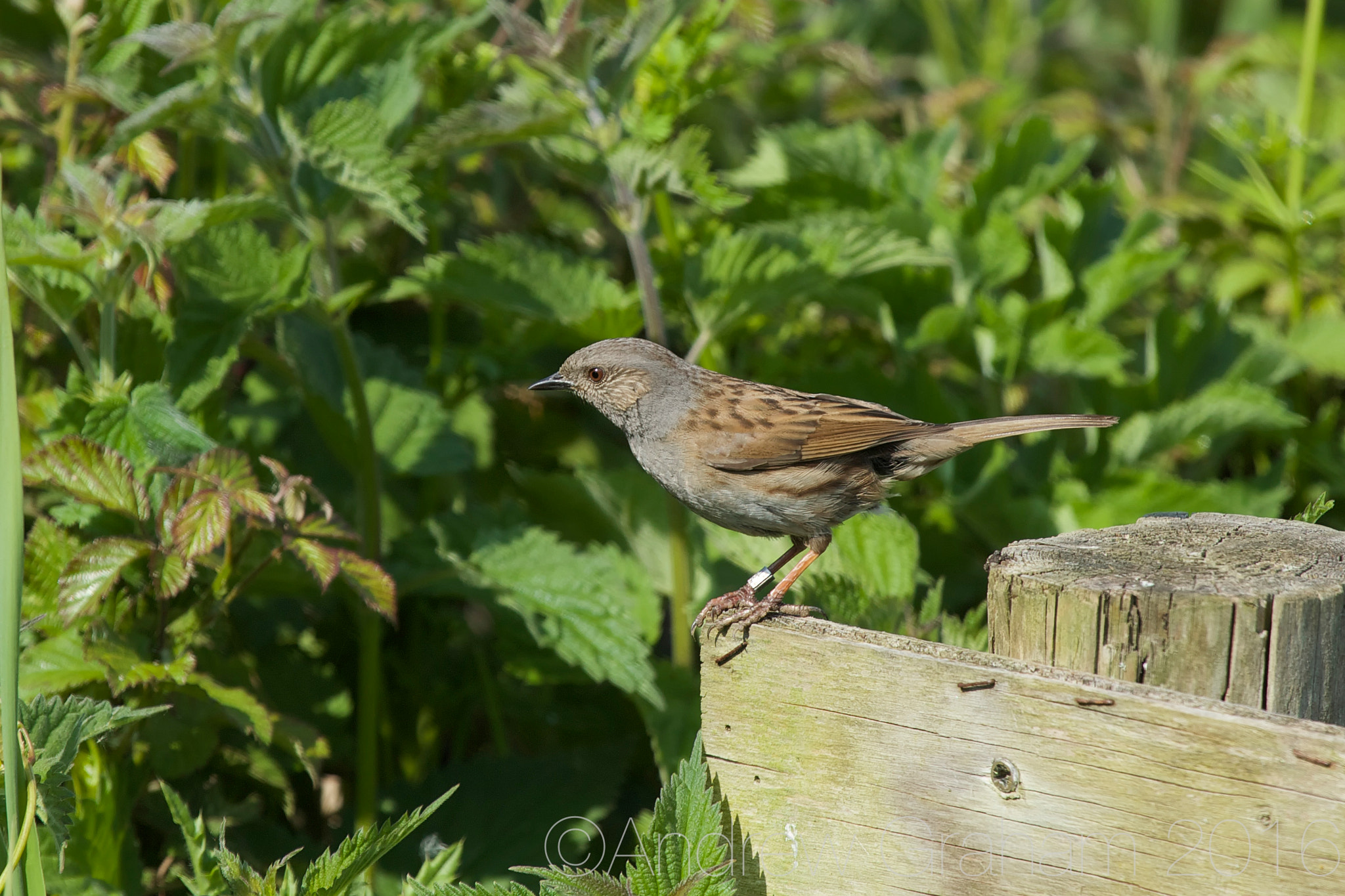 Canon EF 100-400mm F4.5-5.6L IS USM sample photo. Dunnock photography