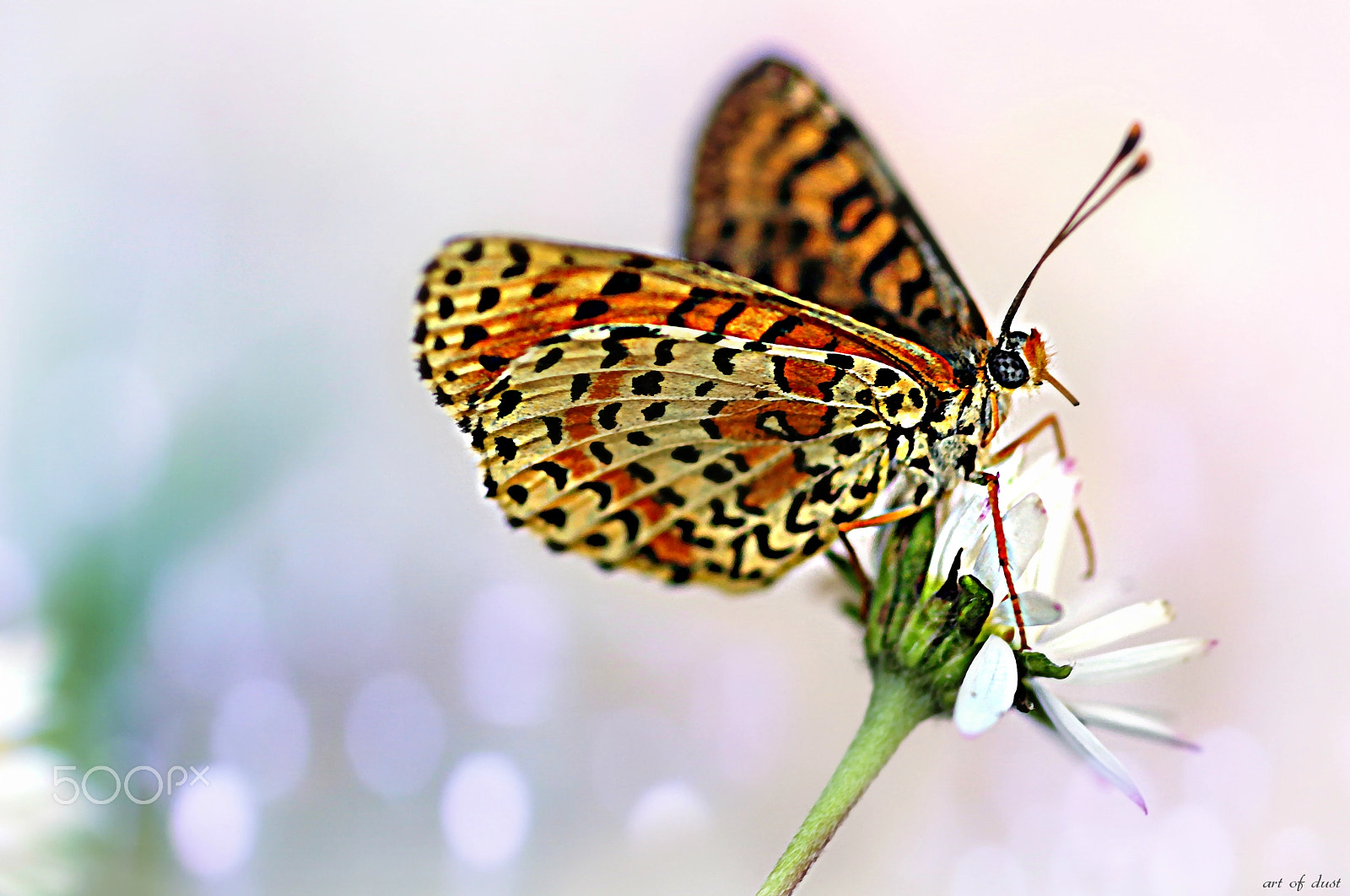 Pentax smc D-FA 100mm F2.8 macro sample photo. Like a butterfly... photography