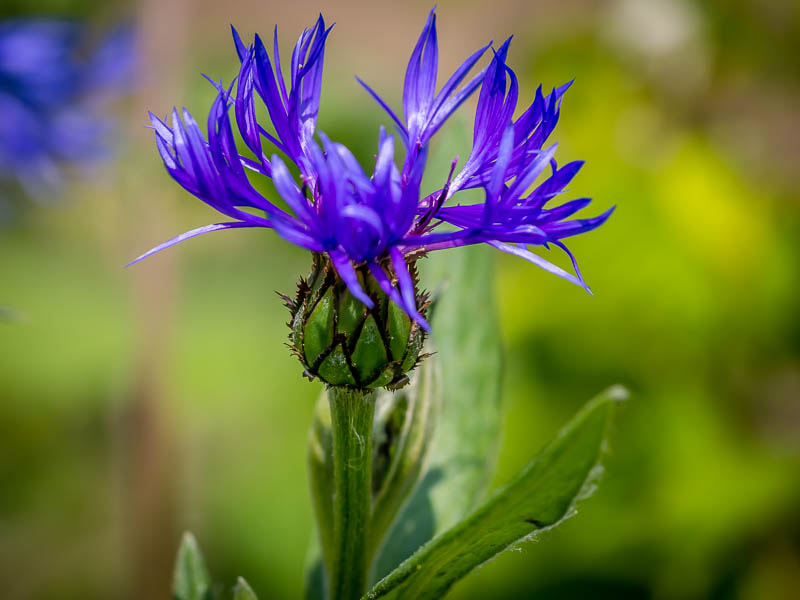 Olympus OM-D E-M5 sample photo. Blue flower photography