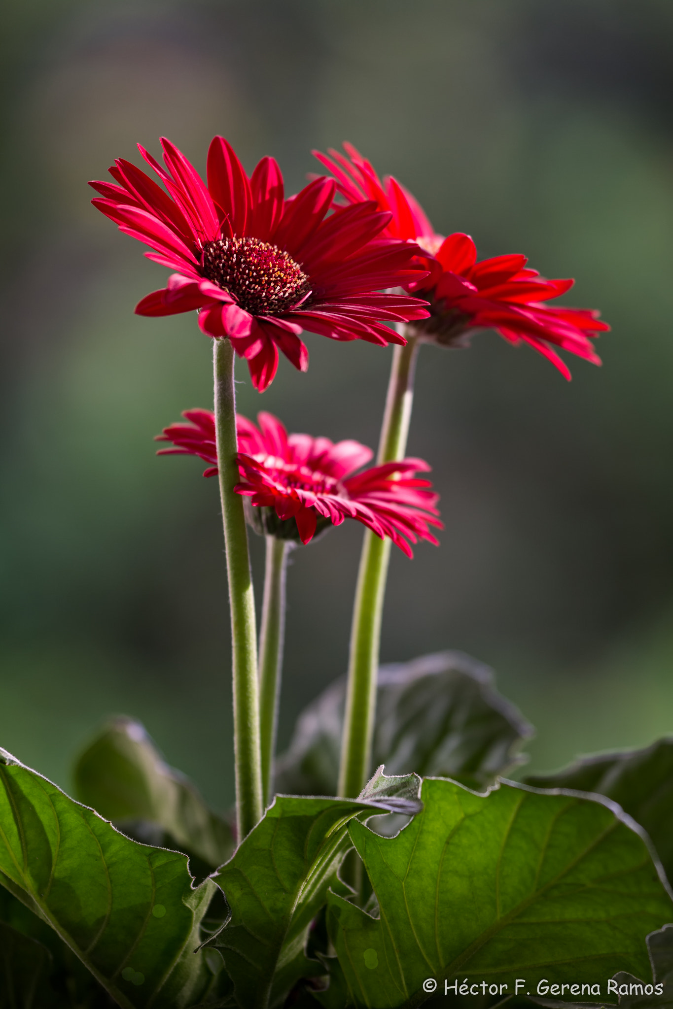 Sigma APO Macro 180mm F2.8 EX DG OS HSM sample photo. Looking @ the sun photography
