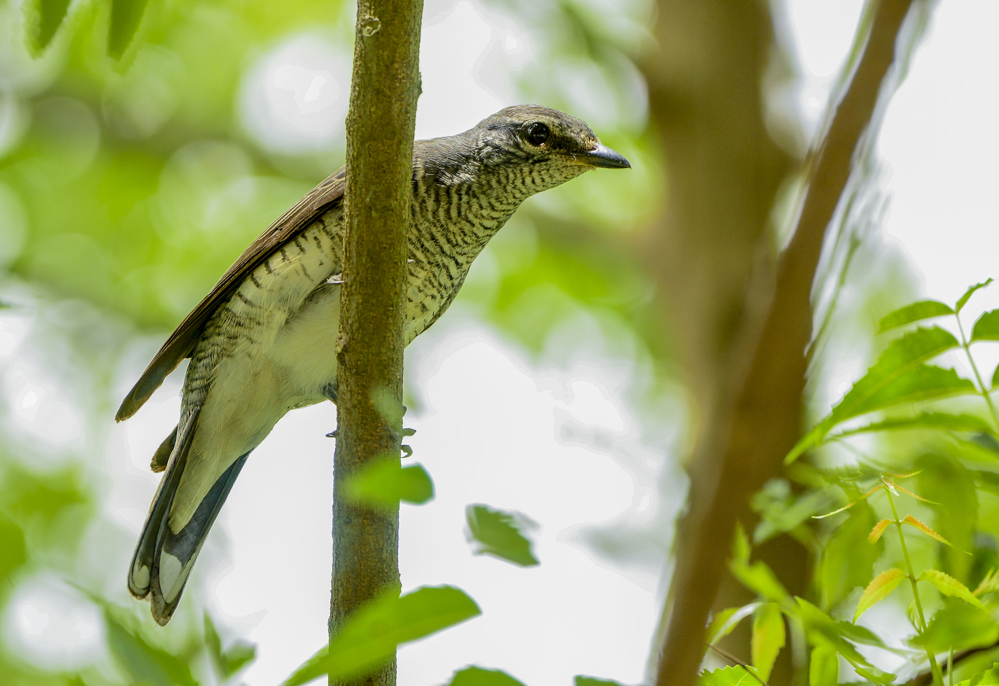 Nikon Nikkor AF-S 300mm F4E PF ED VR sample photo. Black-headed cuckooshrike photography