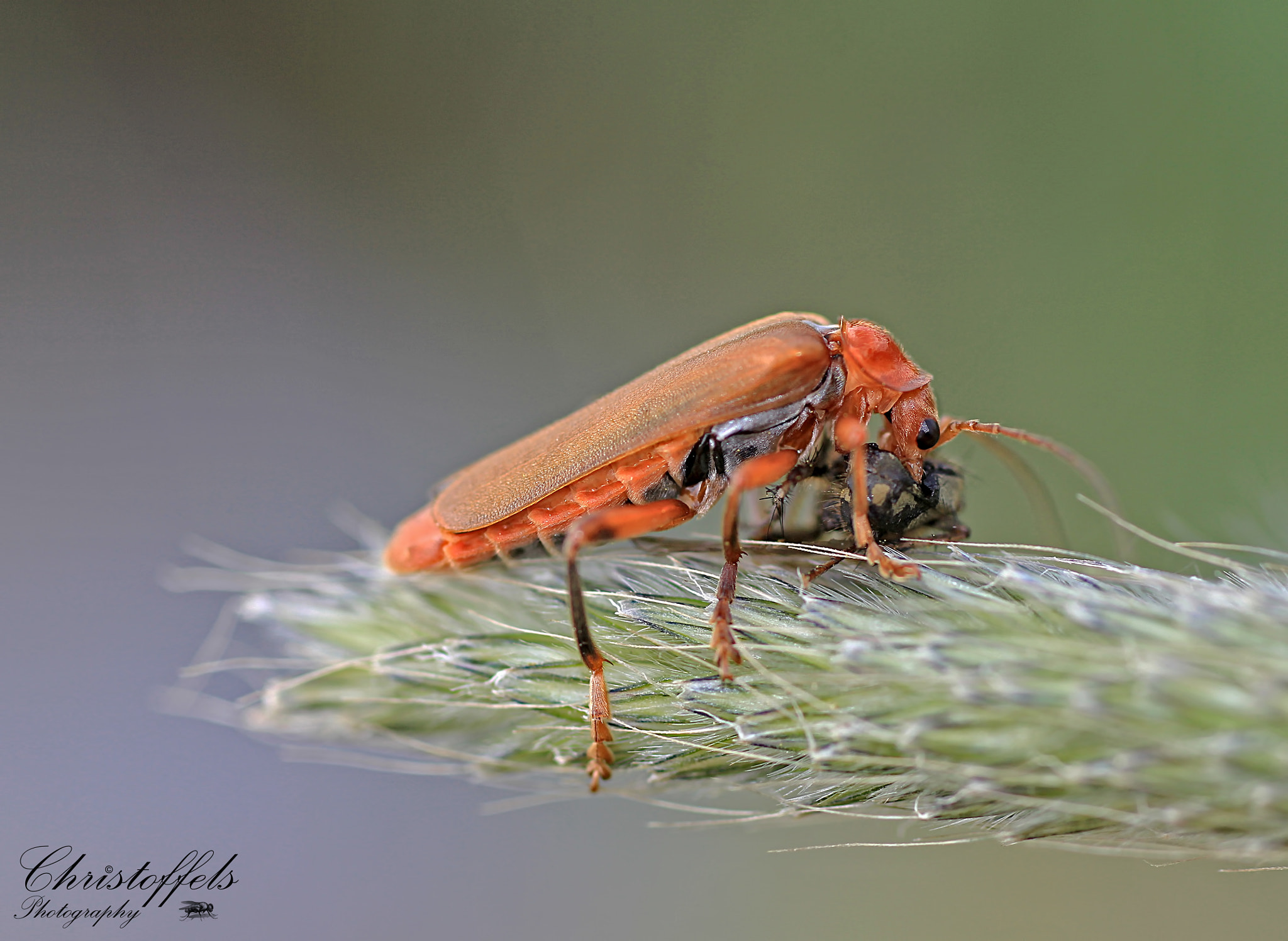 Canon EOS 60D + Sigma 70mm F2.8 EX DG Macro sample photo. Lunch time - geel soldaatje (cantharis livida) photography